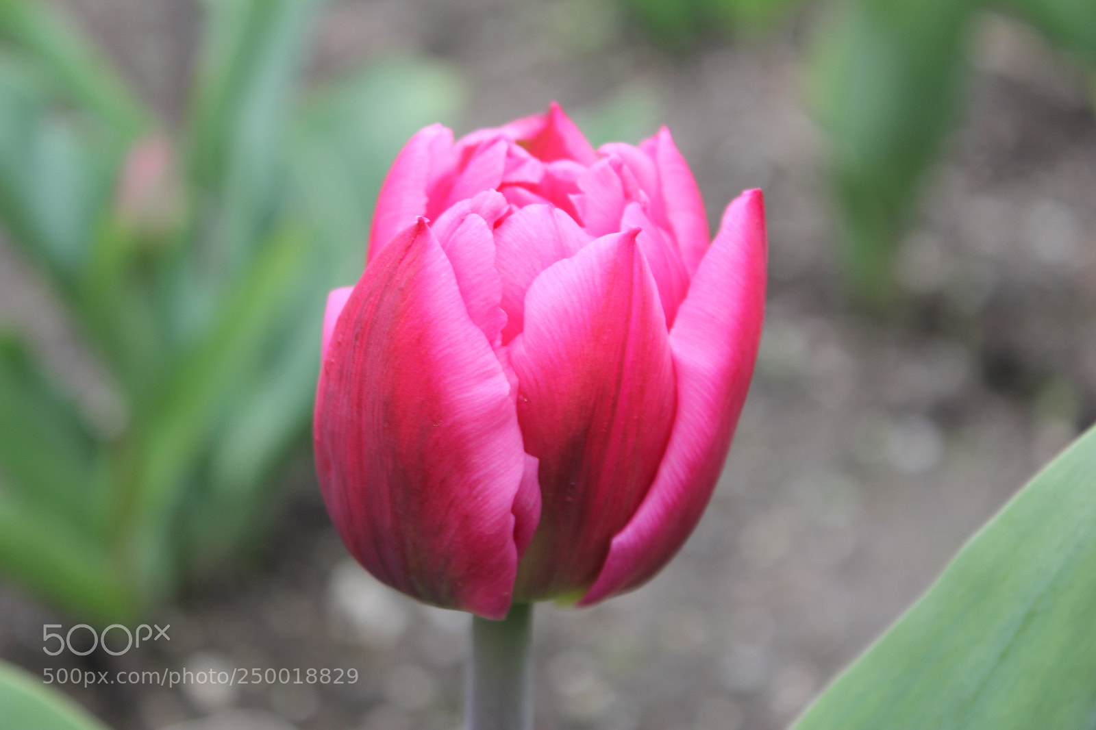 Canon EOS 550D (EOS Rebel T2i / EOS Kiss X4) sample photo. Tulips rosetta mcclain gardens photography