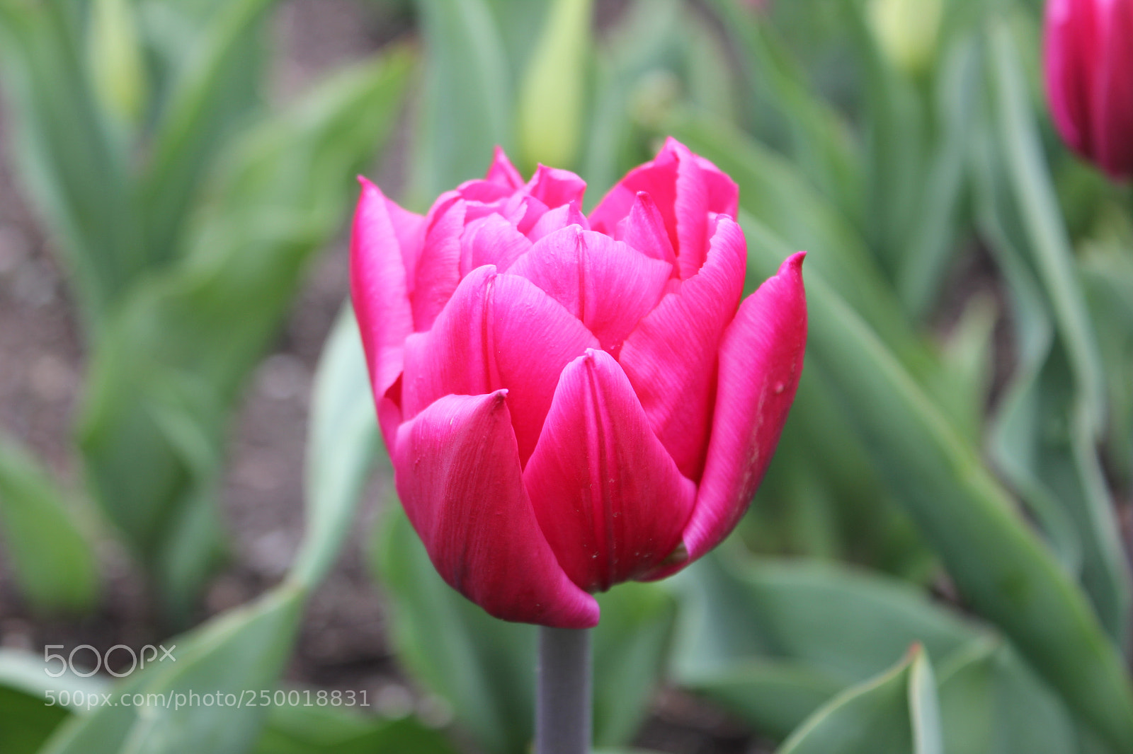 Canon EOS 550D (EOS Rebel T2i / EOS Kiss X4) sample photo. Tulips rosetta mcclain gardens photography