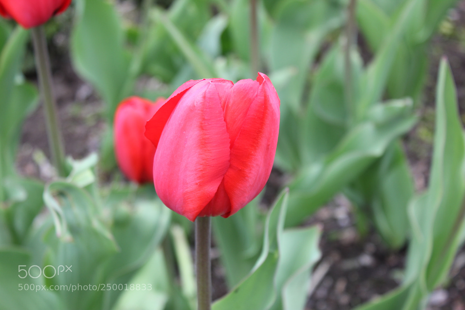 Canon EOS 550D (EOS Rebel T2i / EOS Kiss X4) sample photo. Tulips rosetta mcclain gardens photography