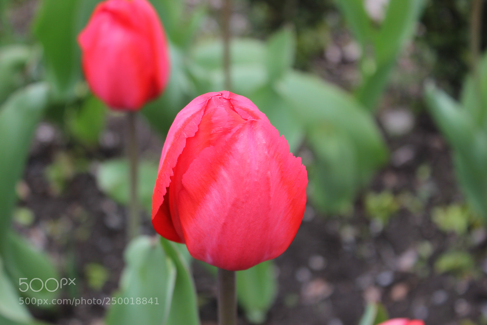 Canon EOS 550D (EOS Rebel T2i / EOS Kiss X4) sample photo. Tulips rosetta mcclain gardens photography