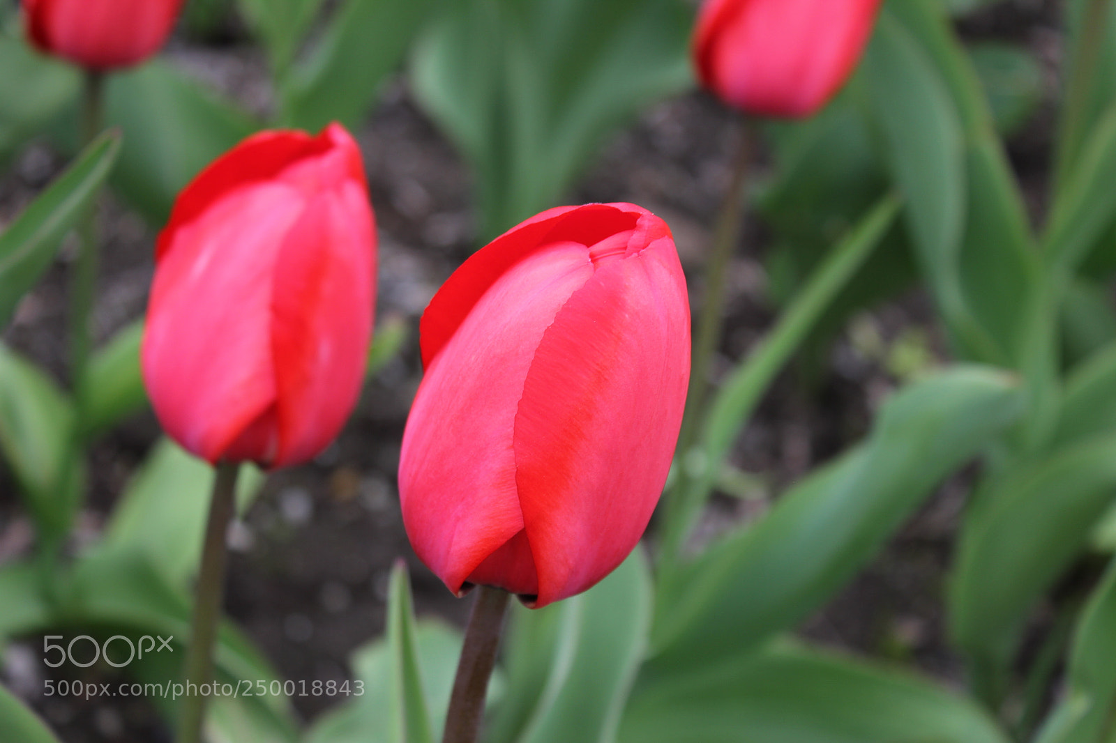 Canon EOS 550D (EOS Rebel T2i / EOS Kiss X4) sample photo. Tulips rosetta mcclain gardens photography