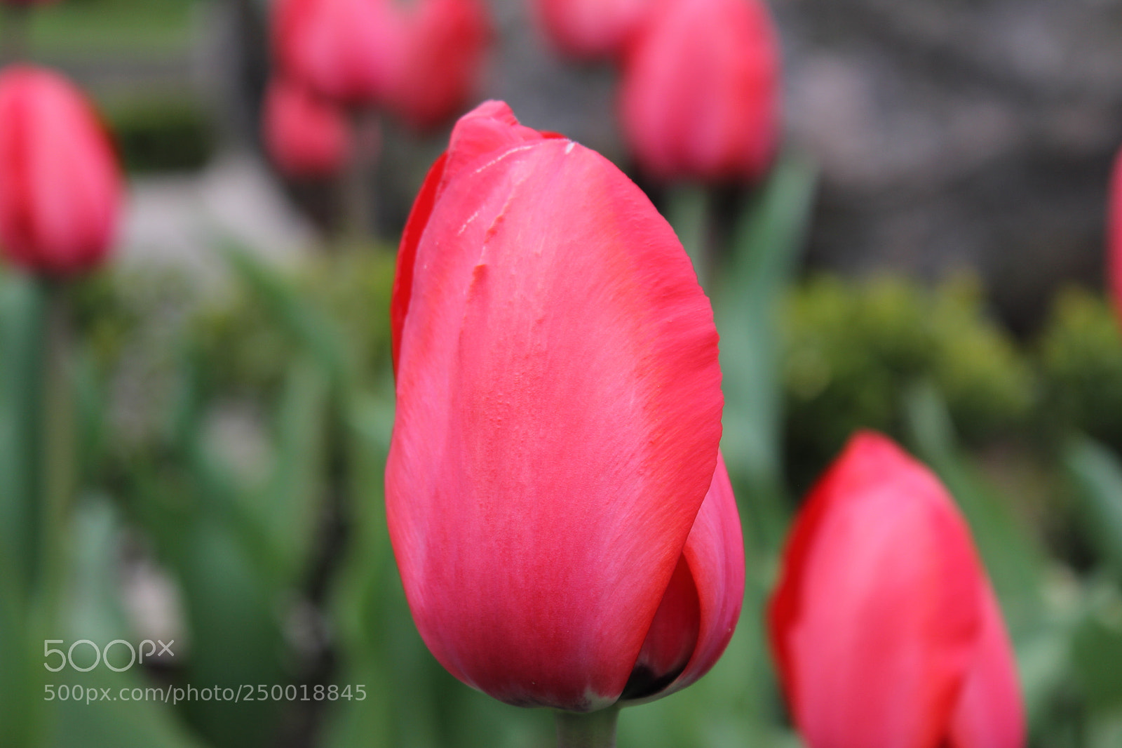 Canon EOS 550D (EOS Rebel T2i / EOS Kiss X4) sample photo. Tulips rosetta mcclain gardens photography