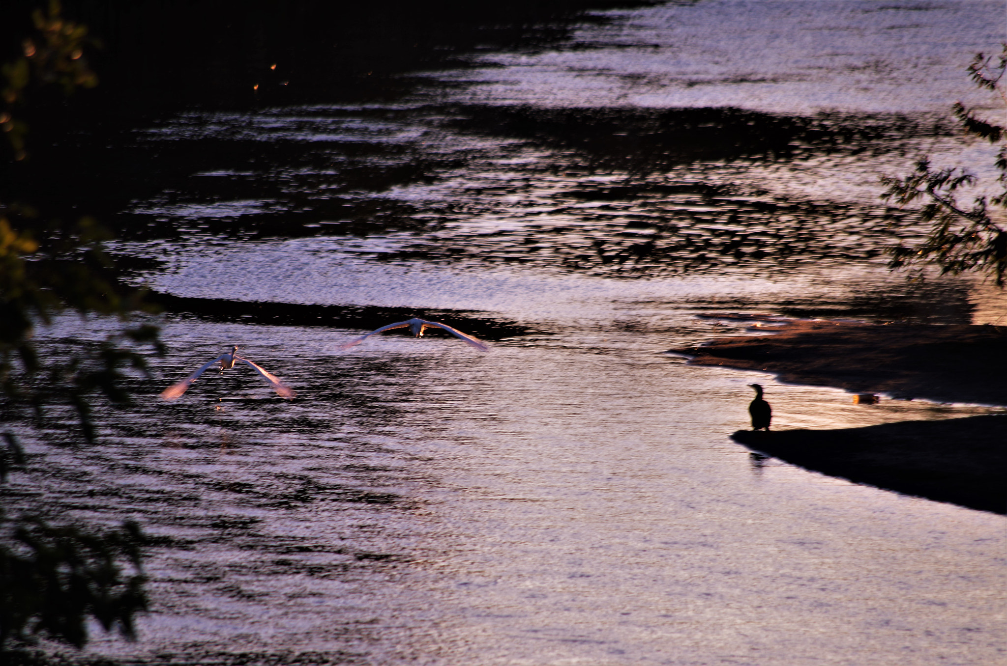 Pentax K-30 sample photo. Ardeidae dance and dance. photography