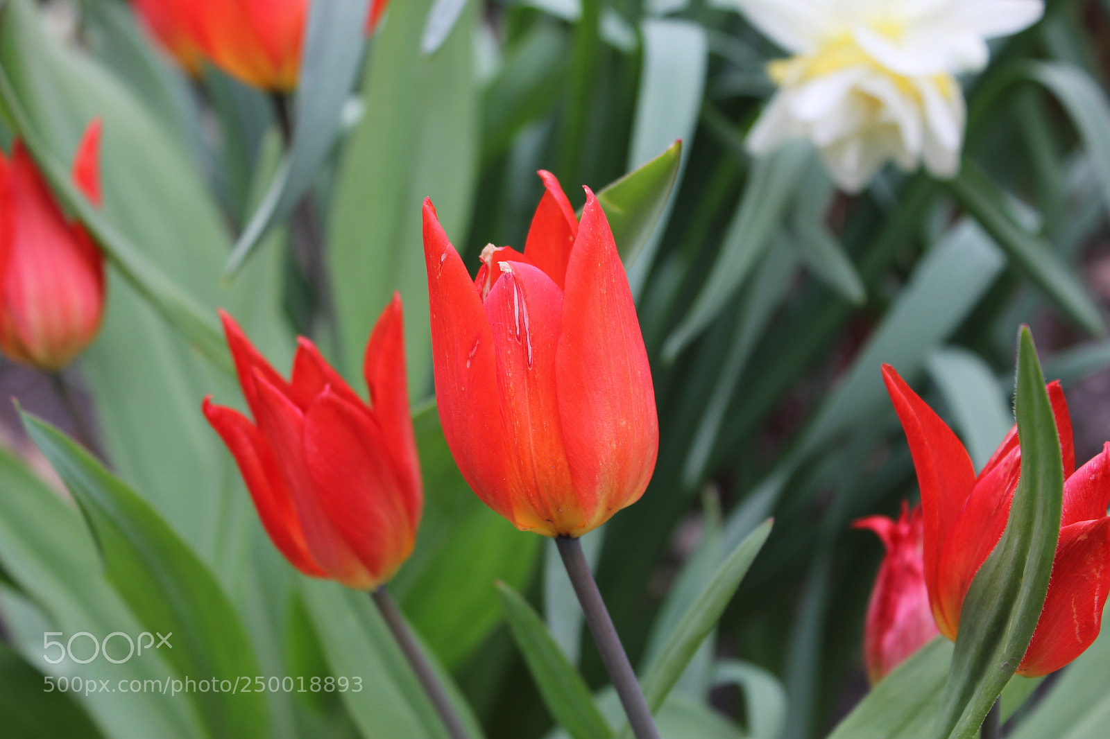 Canon EOS 550D (EOS Rebel T2i / EOS Kiss X4) sample photo. Tulips rosetta mcclain gardens photography
