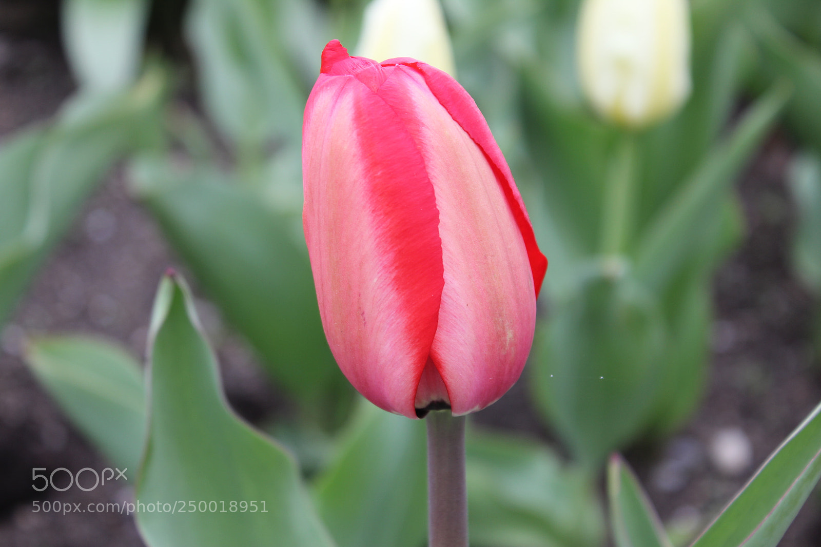 Canon EOS 550D (EOS Rebel T2i / EOS Kiss X4) sample photo. Tulips rosetta mcclain gardens photography