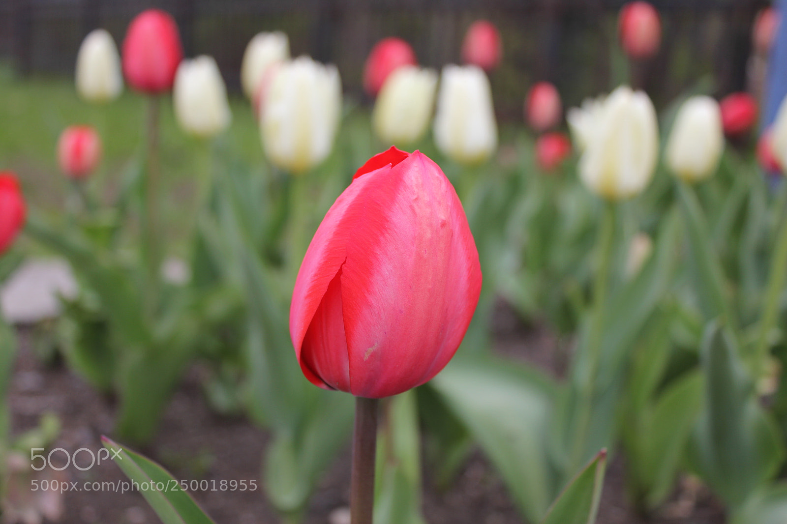 Canon EOS 550D (EOS Rebel T2i / EOS Kiss X4) sample photo. Tulips rosetta mcclain gardens photography