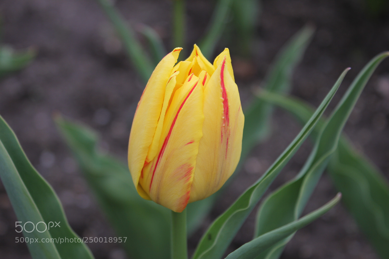 Canon EOS 550D (EOS Rebel T2i / EOS Kiss X4) sample photo. Tulips rosetta mcclain gardens photography