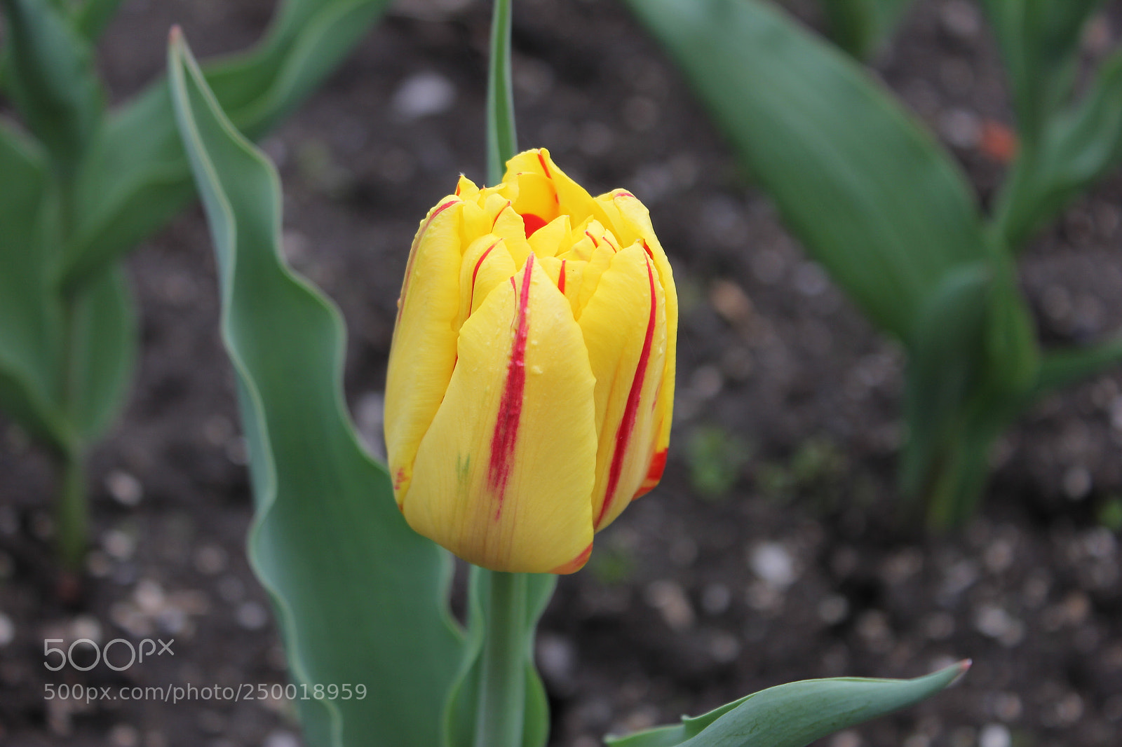 Canon EOS 550D (EOS Rebel T2i / EOS Kiss X4) sample photo. Tulips rosetta mcclain gardens photography