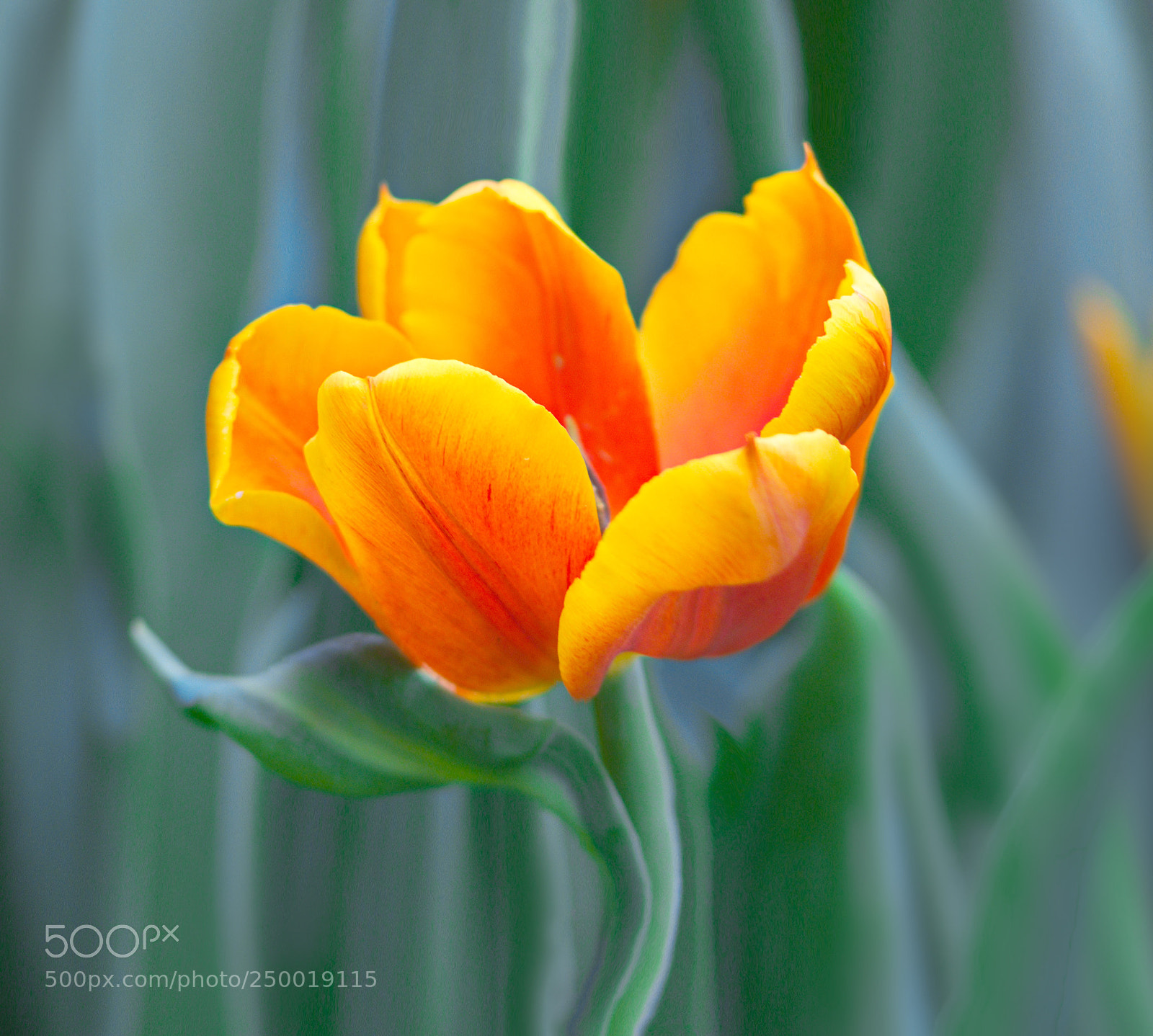 Canon EOS 60D sample photo. Tulip photography