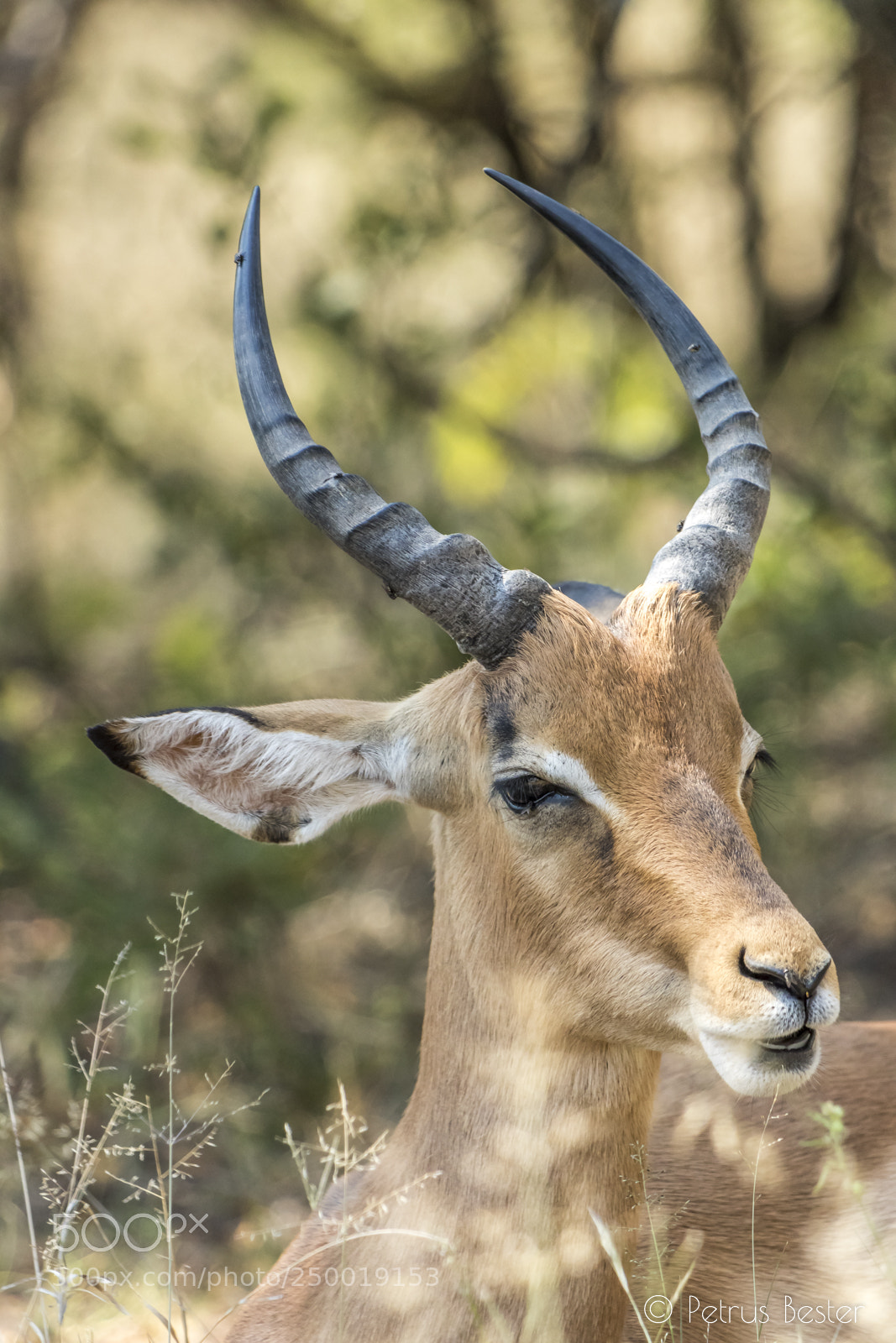 Canon EOS 750D (EOS Rebel T6i / EOS Kiss X8i) sample photo. Impala photography