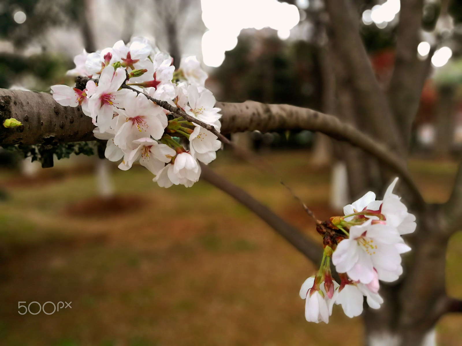 HUAWEI Honor V9 sample photo. 西苑赏樱02 photography