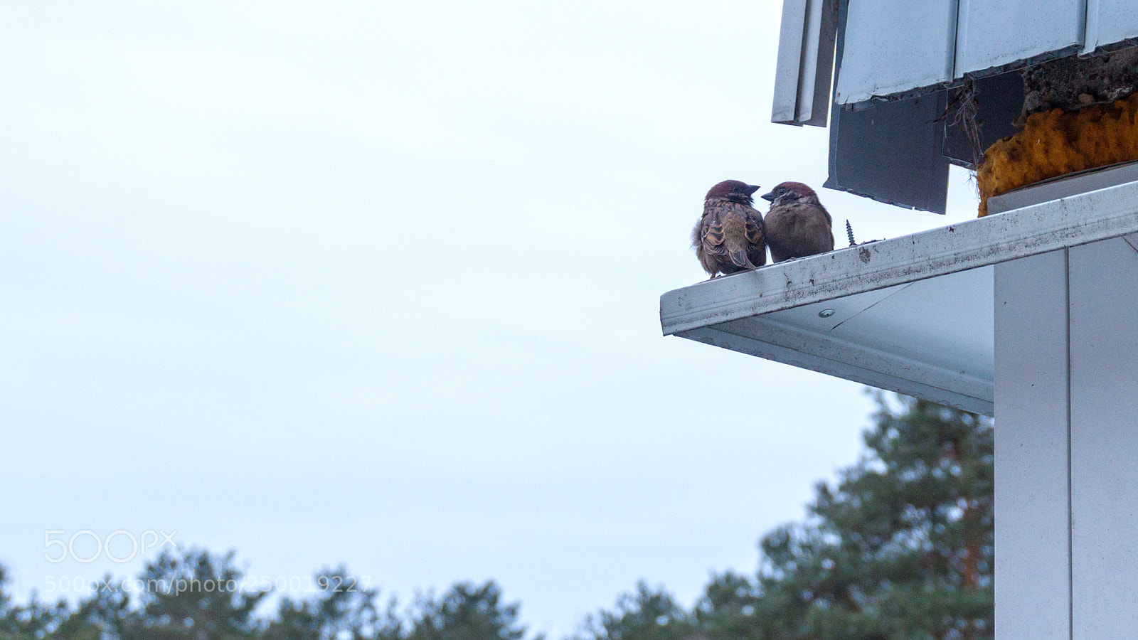 Sony Alpha a5000 (ILCE 5000) sample photo. Above photography