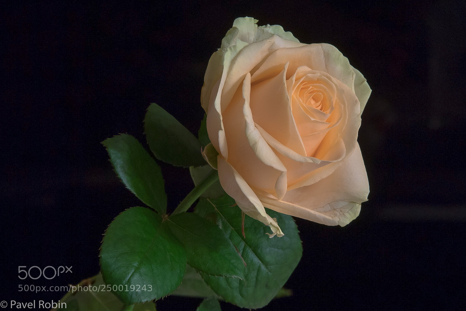 Nikon D5 sample photo. Rose photography