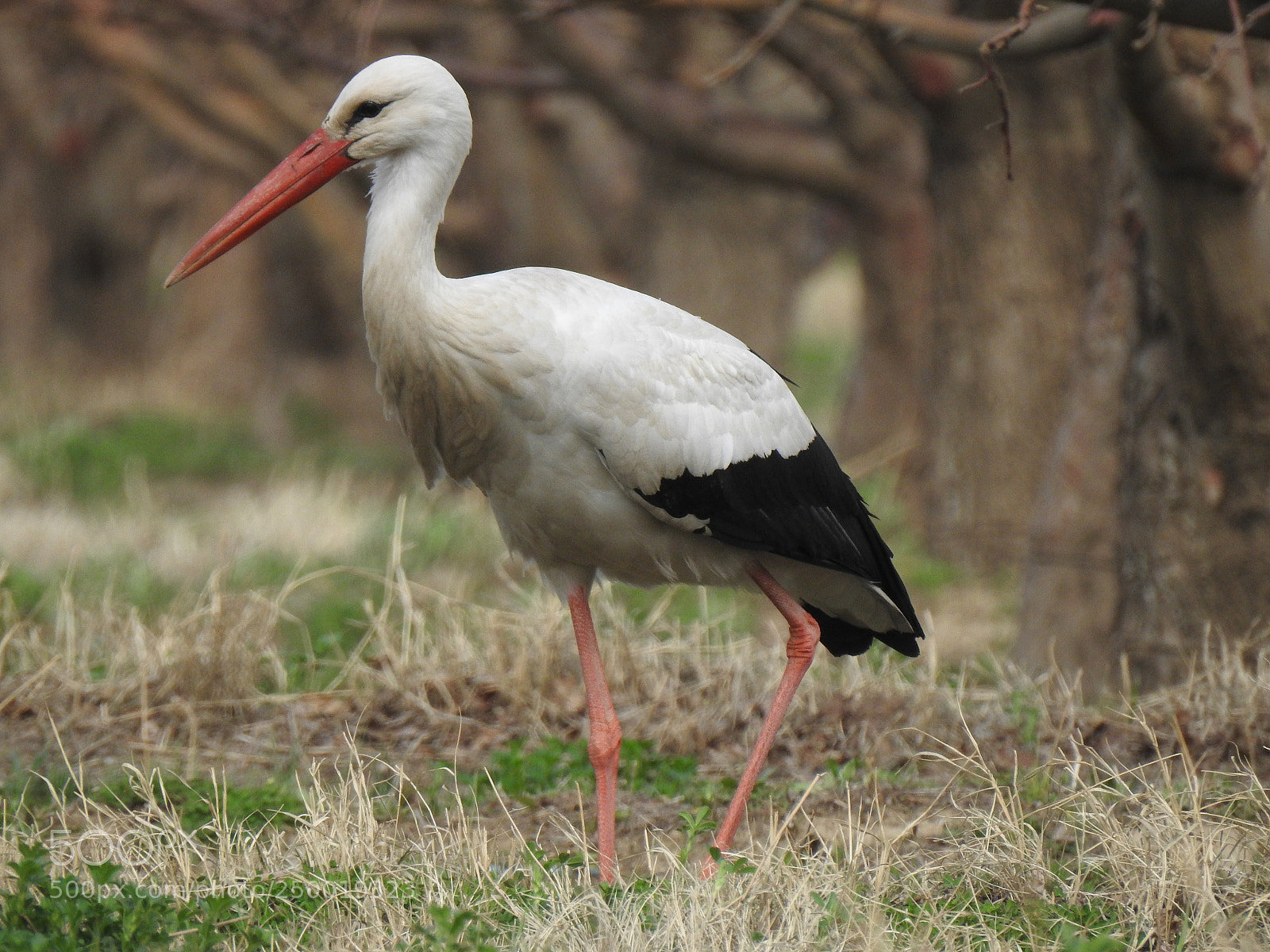 Nikon Coolpix P900 sample photo. Stork photography