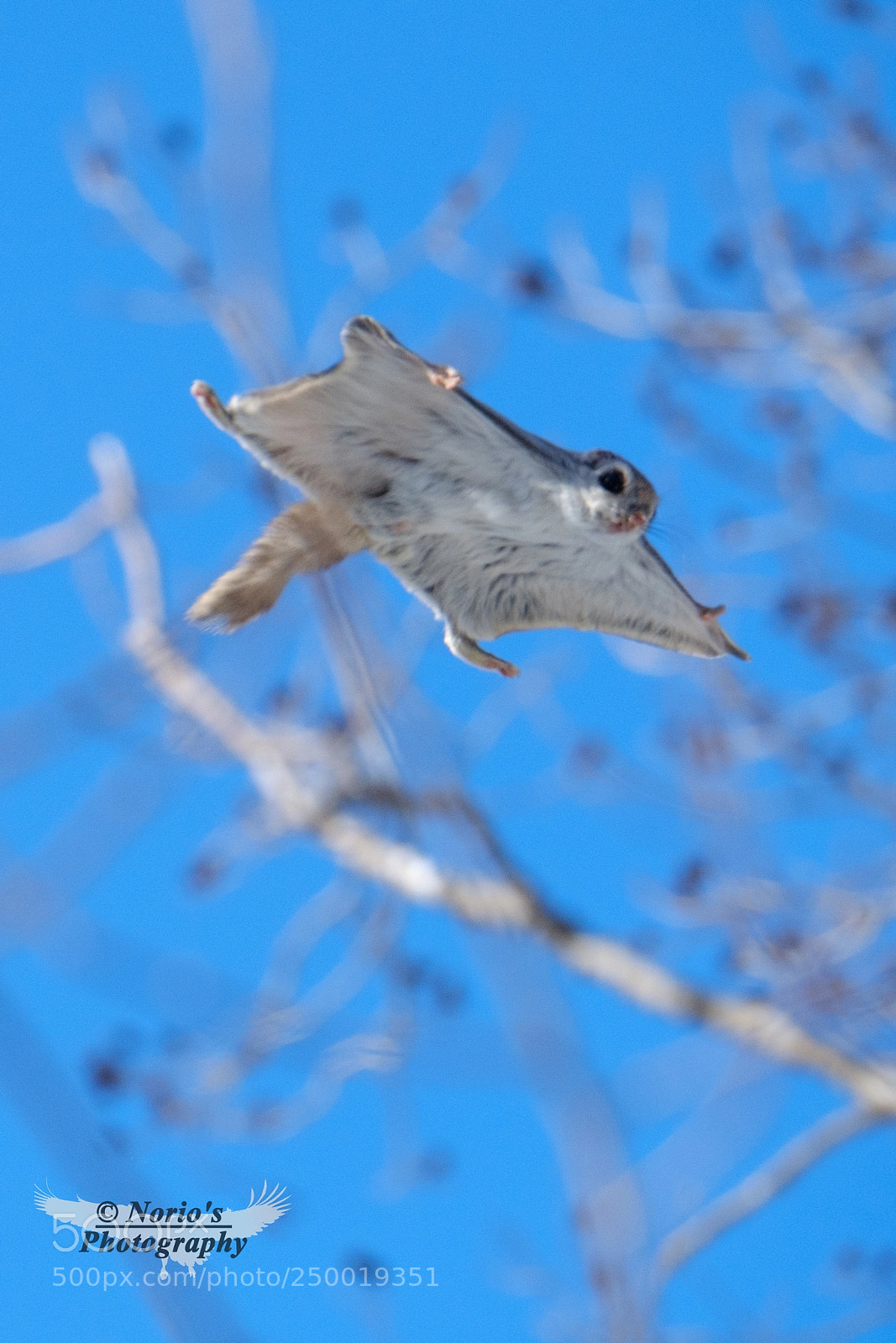 Fujifilm X-T2 sample photo. Hokkaido flying squirrel photography