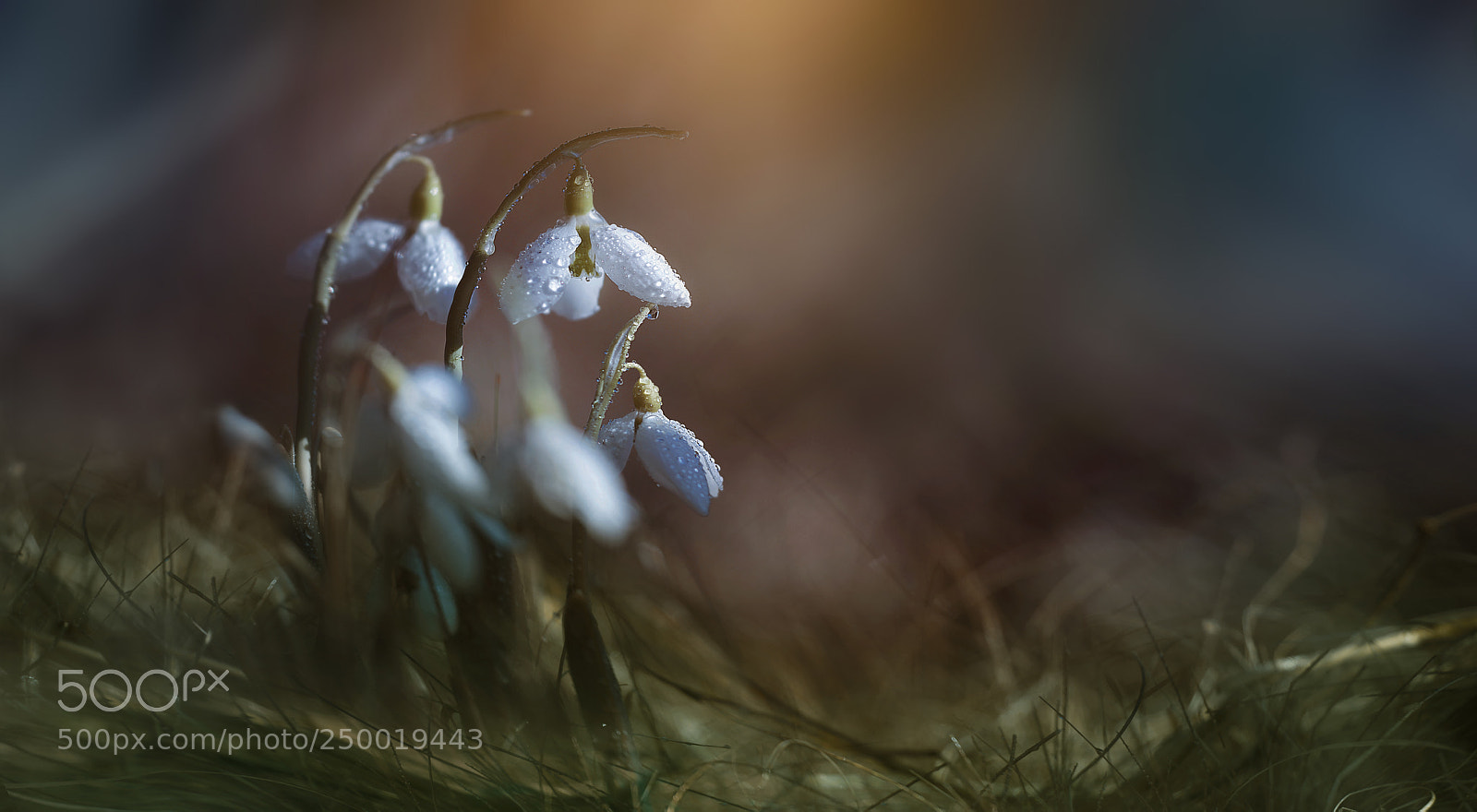 Nikon D800E sample photo. Springimpression photography