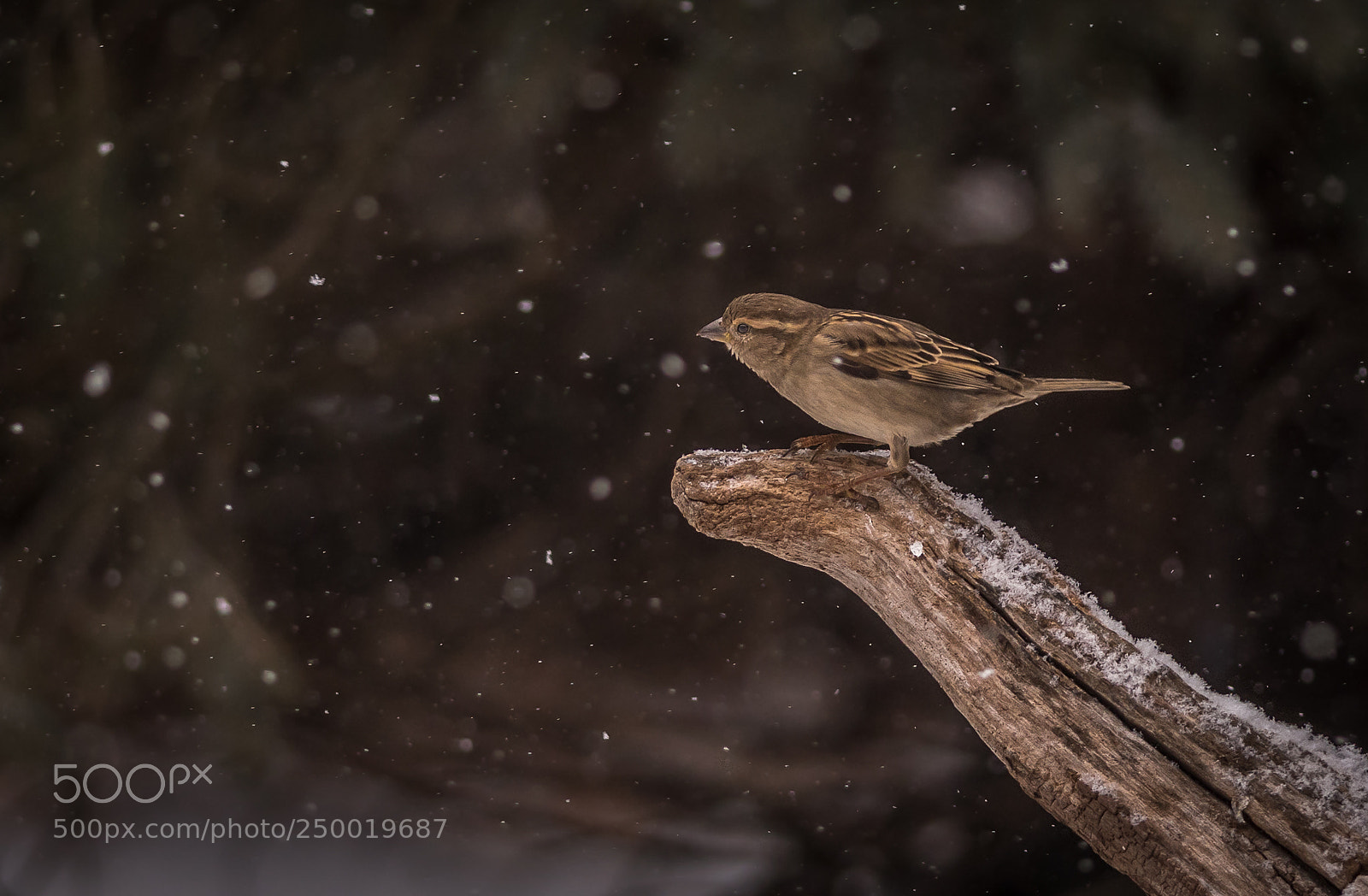 Nikon D500 sample photo. Female sparrow in snowfall photography