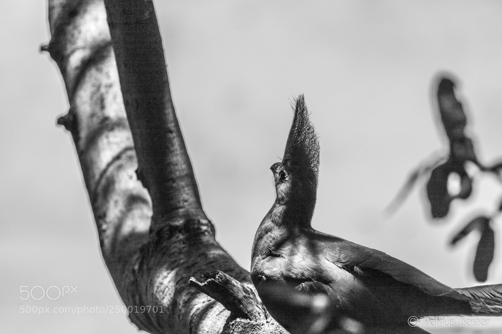 Canon EOS 750D (EOS Rebel T6i / EOS Kiss X8i) sample photo. Grey go-away-bird photography