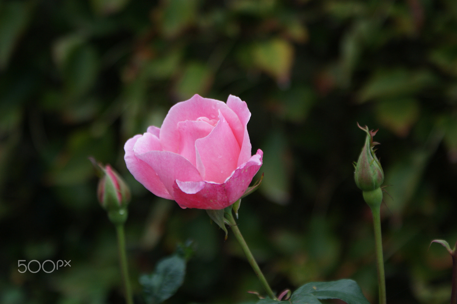 Sony DT 18-70mm F3.5-5.6 sample photo. Rose photography