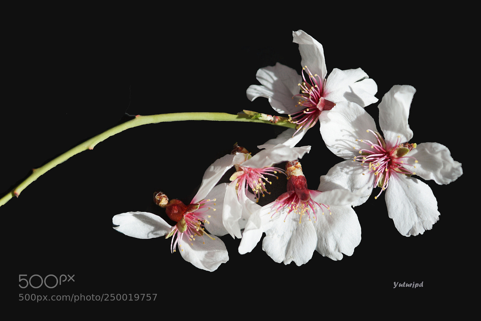 Sony a6000 sample photo. Brilliant spring photography