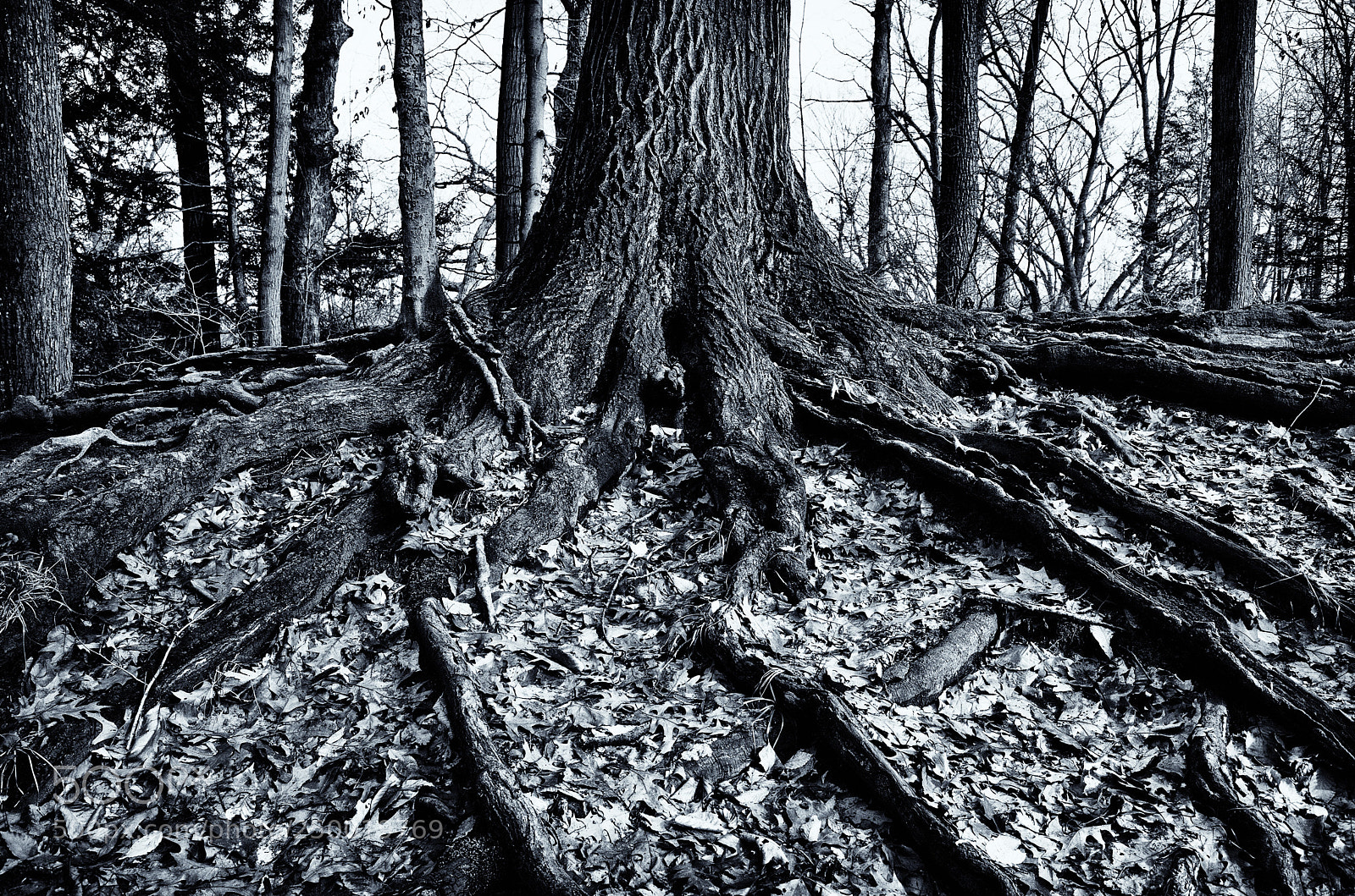 Ricoh GR sample photo. Roots photography