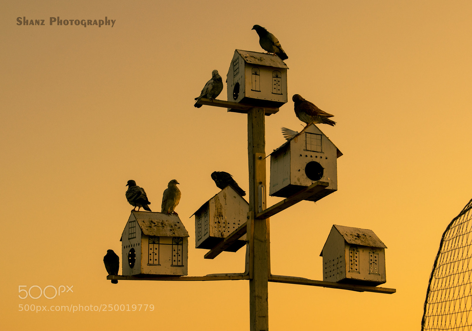 Nikon D5300 sample photo. Birds at early morning photography