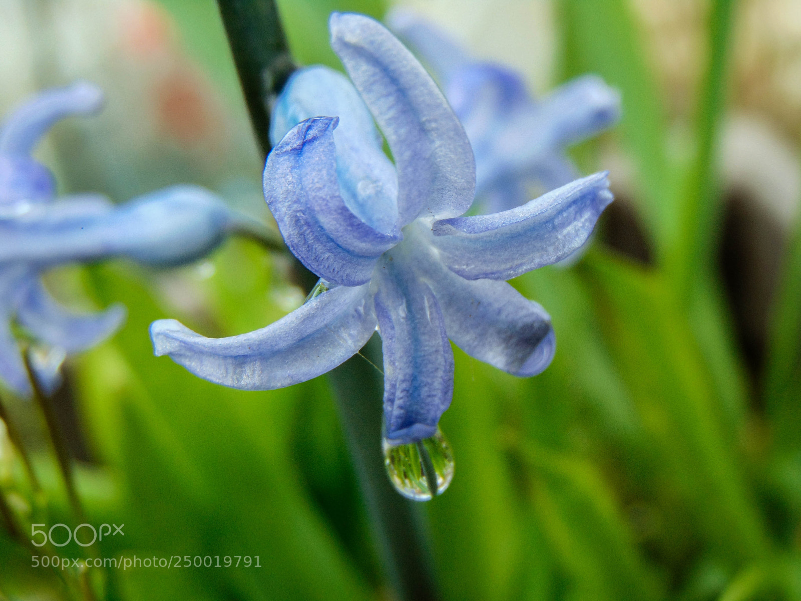 Sony Cyber-shot DSC-H300 sample photo. Hyacinthus photography