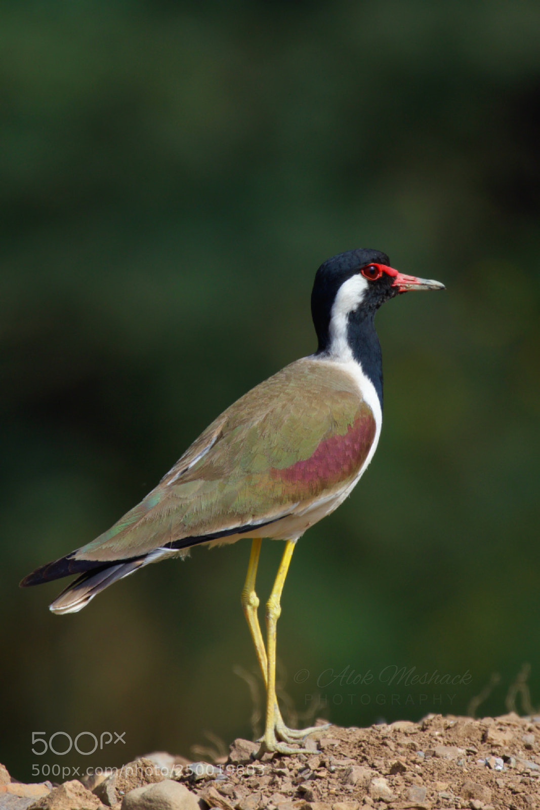 Canon EOS 80D sample photo. Red-wattled lapwing photography