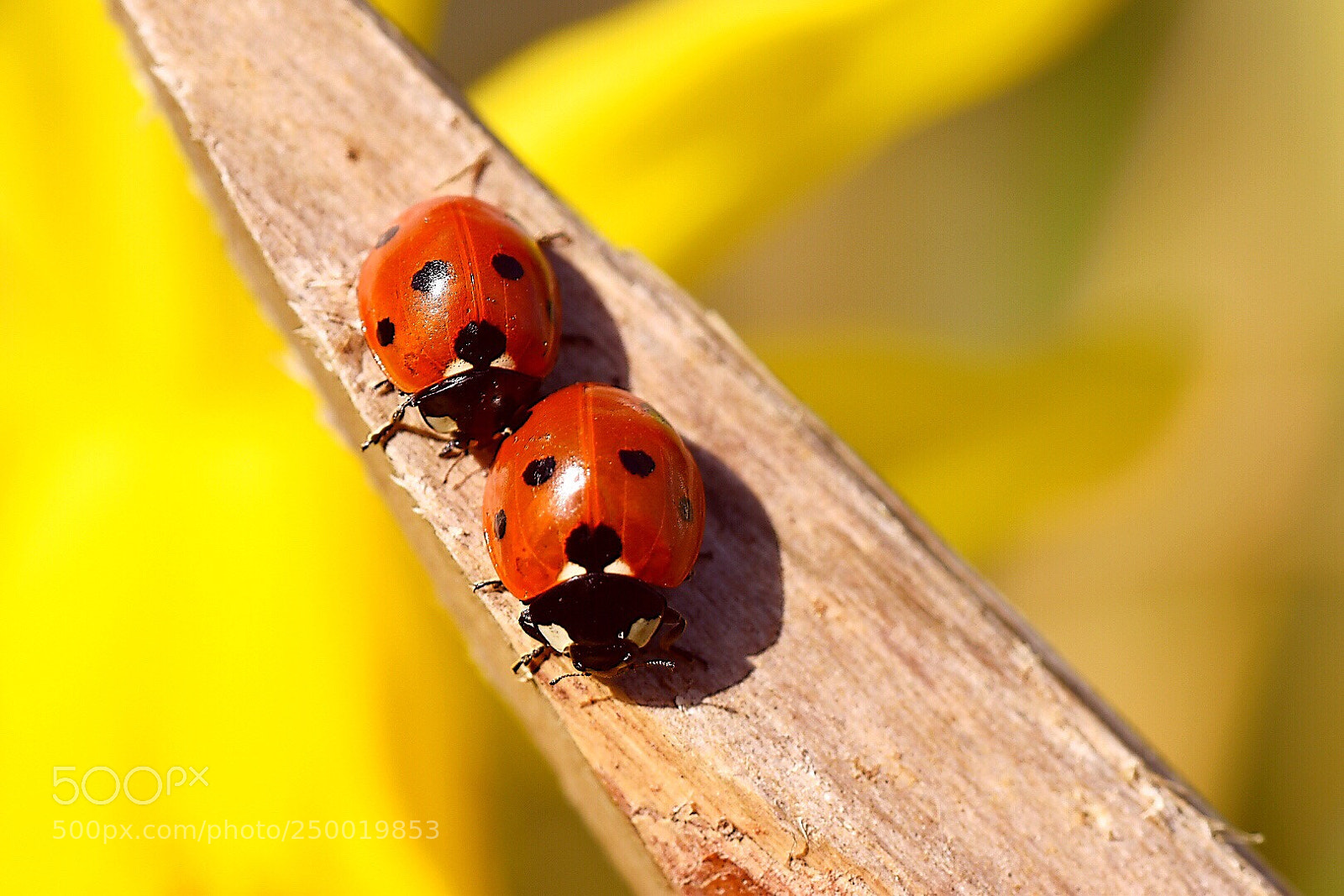 Nikon D5600 sample photo. Better together  photography