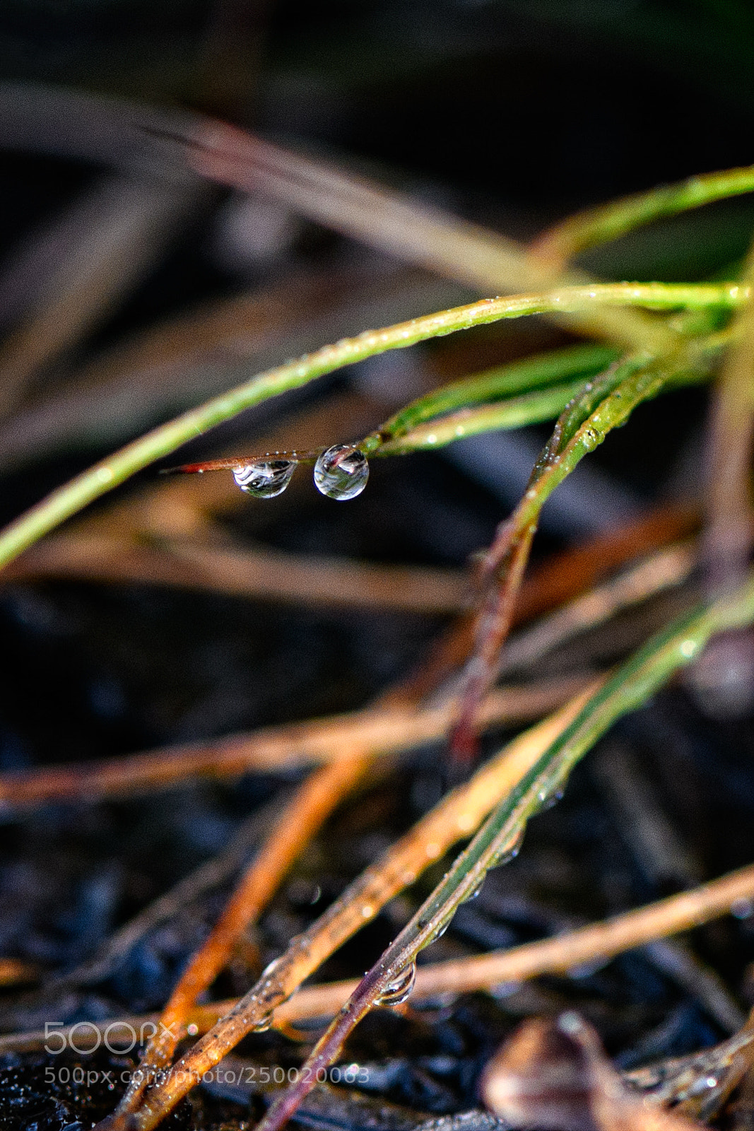 Nikon D850 sample photo. Morning dew photography