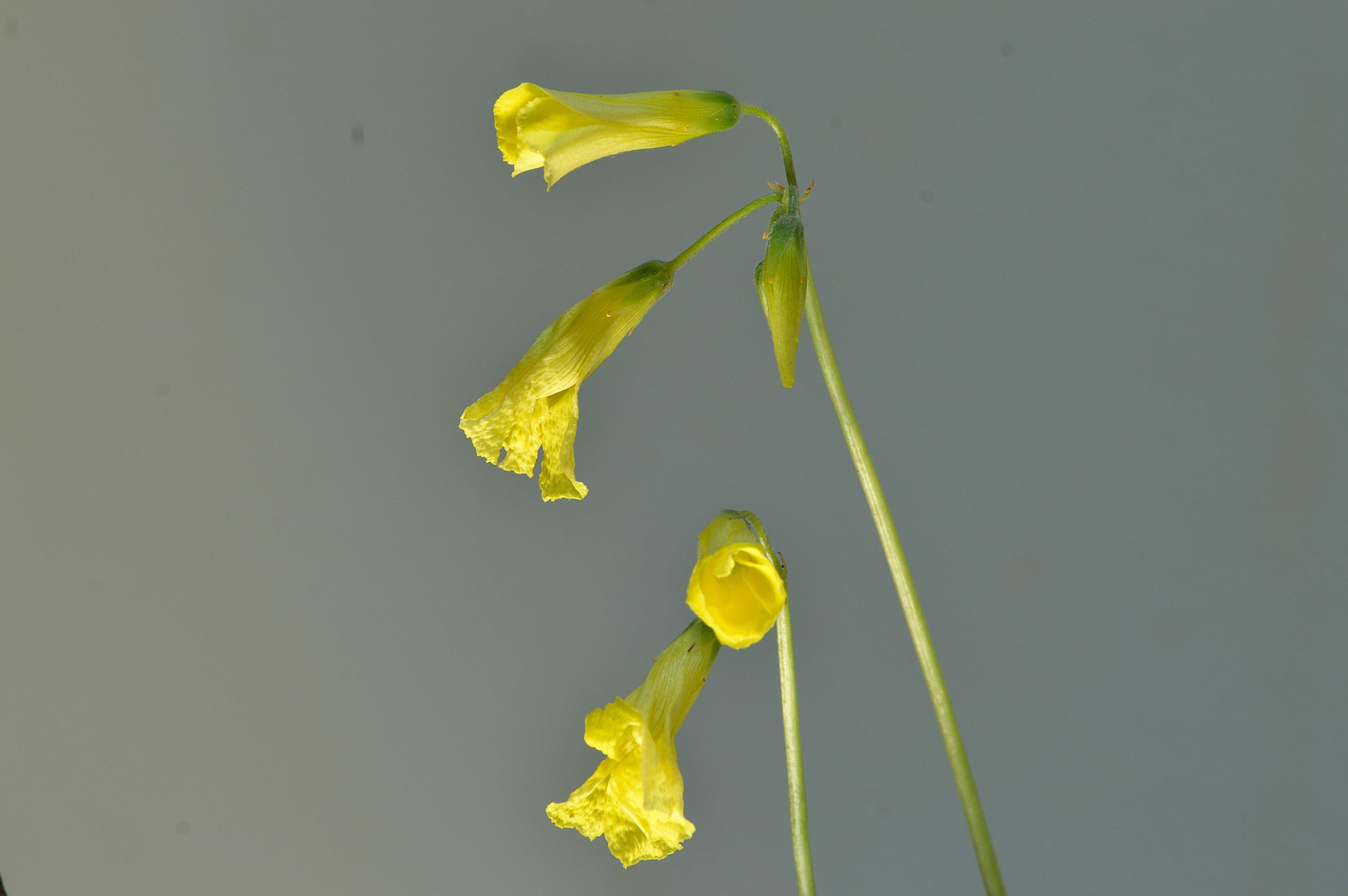 Nikon D3200 sample photo. Wildflowers photography
