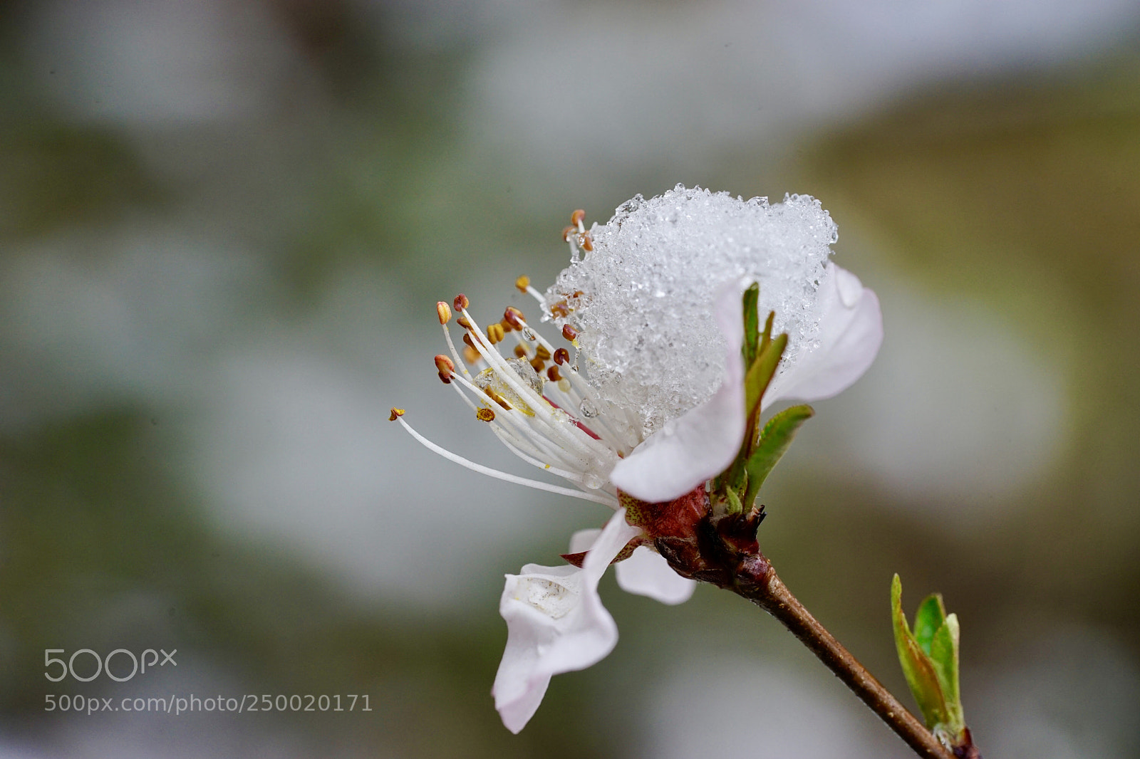 Sony a7 II sample photo. 冰清玉洁 photography