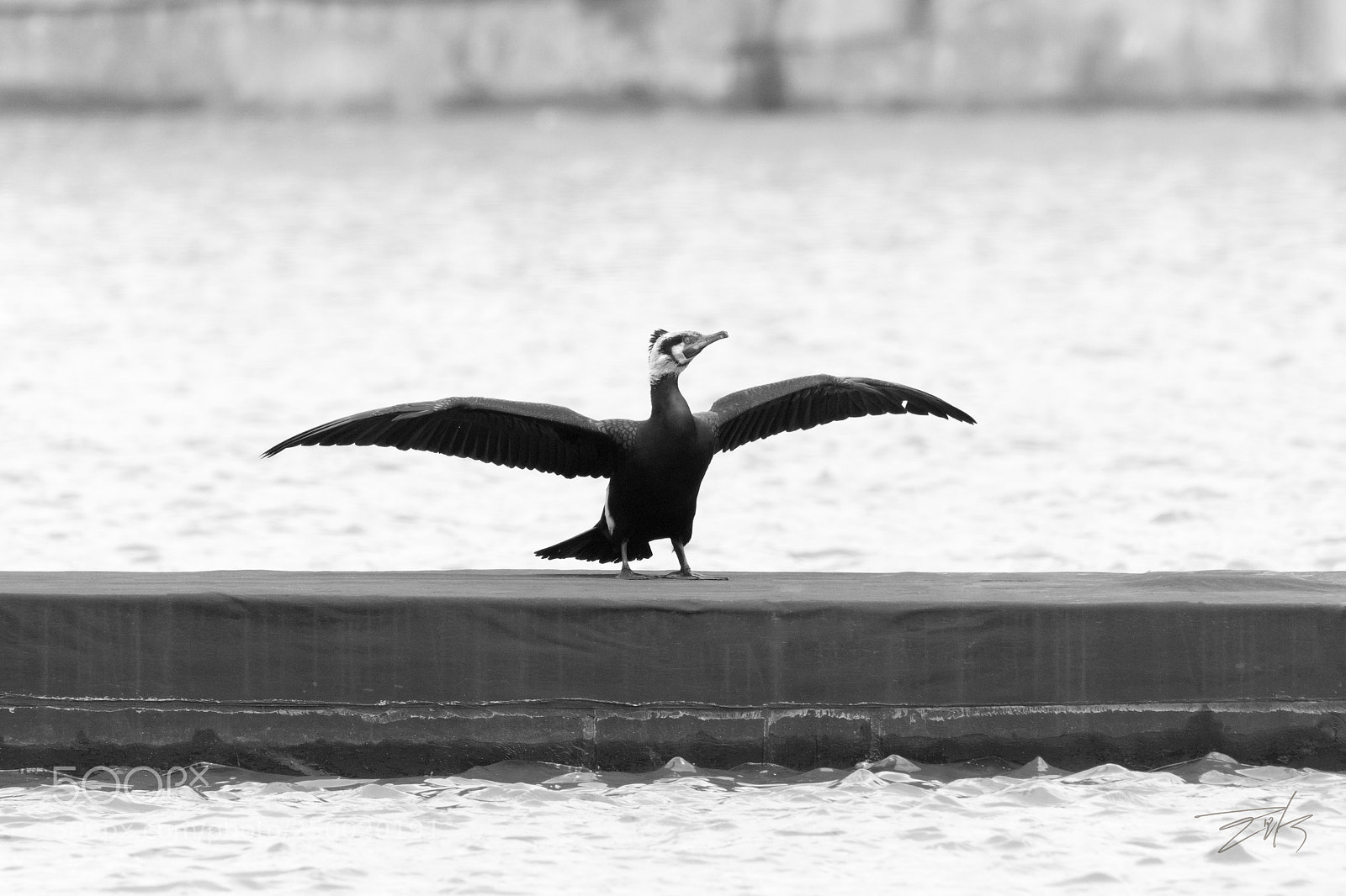 Canon EOS 80D sample photo. Cormorant photography