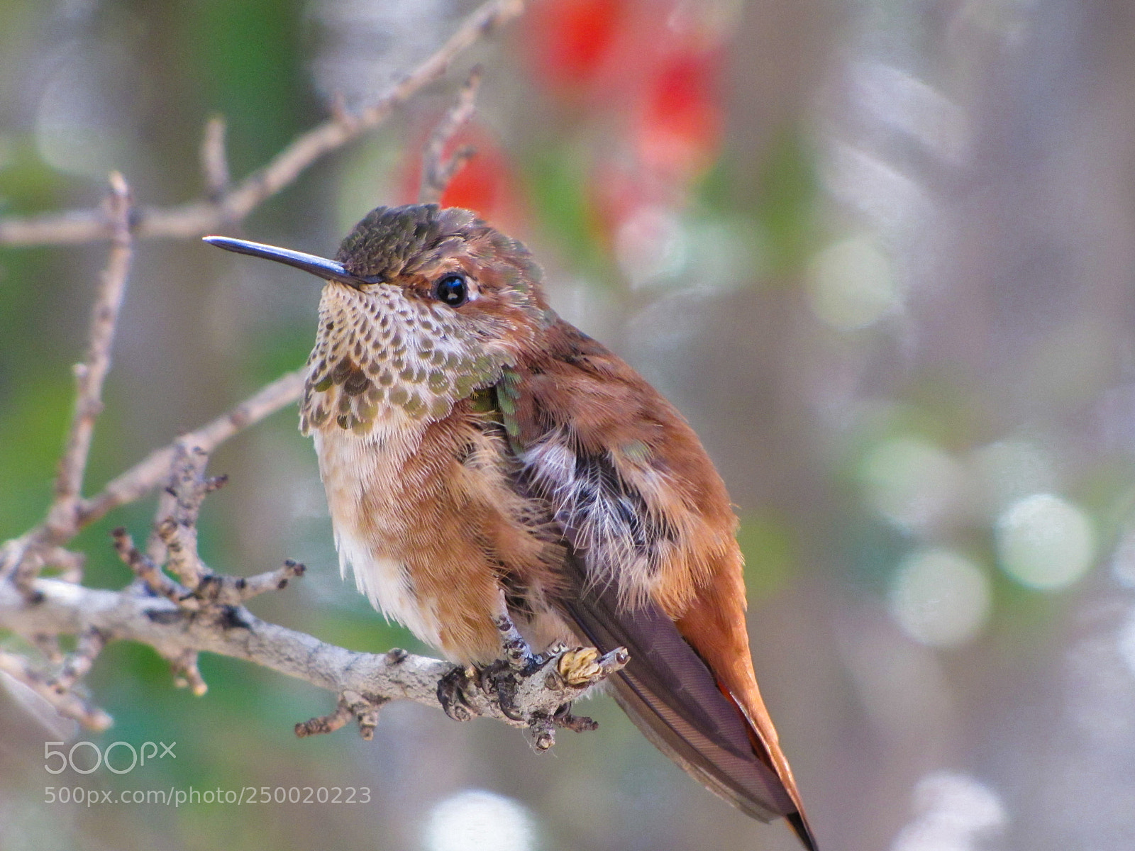 Canon PowerShot SX20 IS sample photo. Rufous hummingbird photography