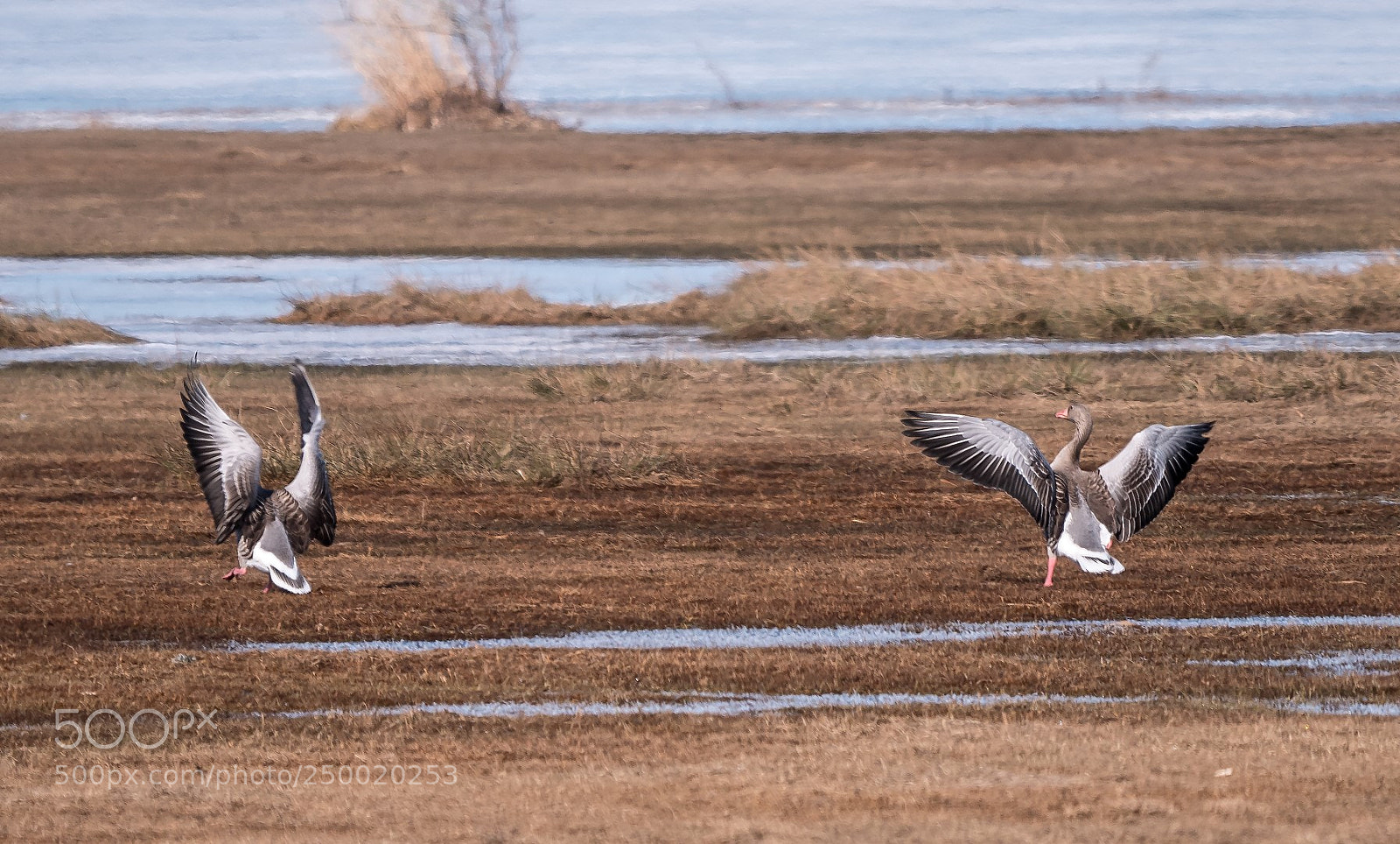 Panasonic Lumix DMC-GX85 (Lumix DMC-GX80 / Lumix DMC-GX7 Mark II) sample photo. Anser anser photography