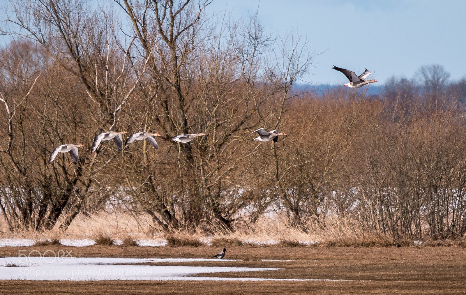 Panasonic Lumix DMC-GX85 (Lumix DMC-GX80 / Lumix DMC-GX7 Mark II) sample photo. Anser anser photography