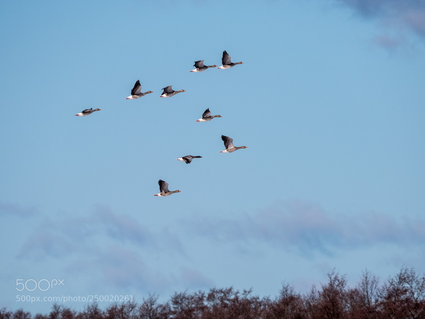Panasonic Lumix DMC-GX85 (Lumix DMC-GX80 / Lumix DMC-GX7 Mark II) sample photo. Anser anser photography