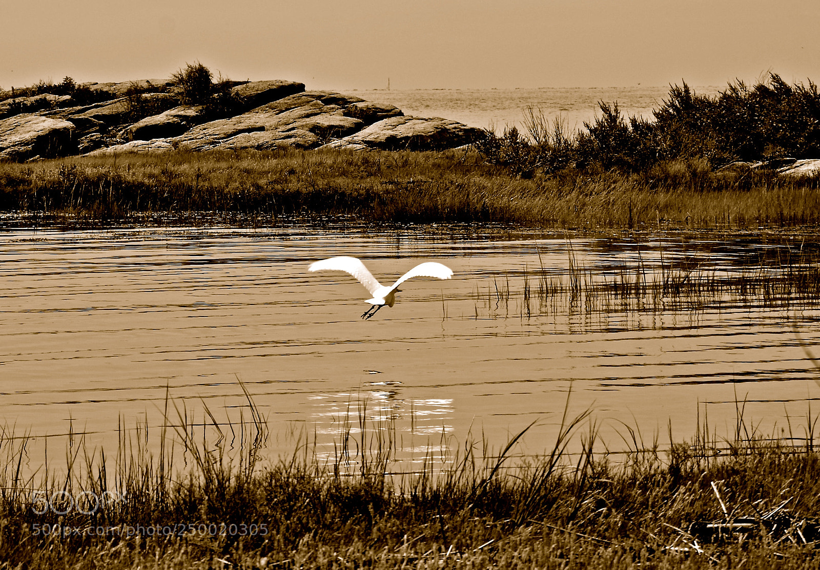 Nikon D7000 sample photo. Heron's flight photography
