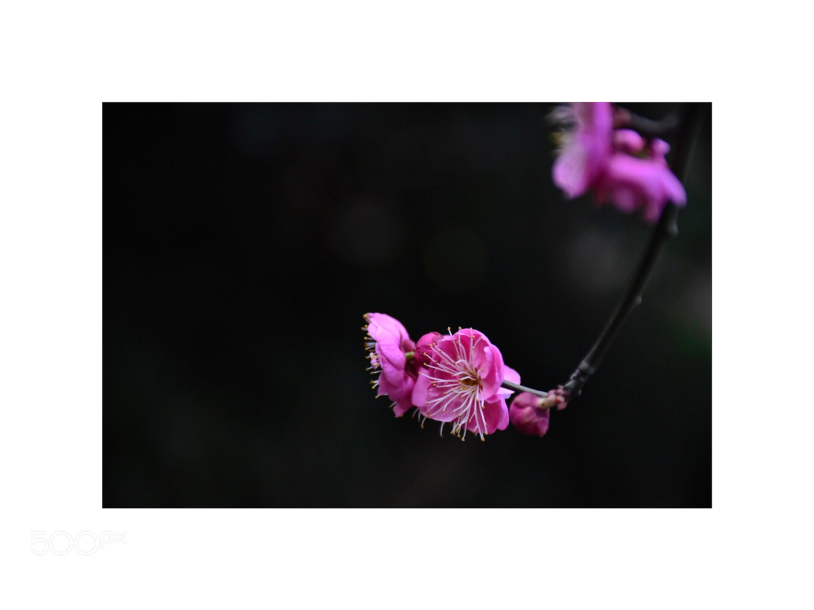 Nikon D5500 sample photo. Spring blooms13 photography