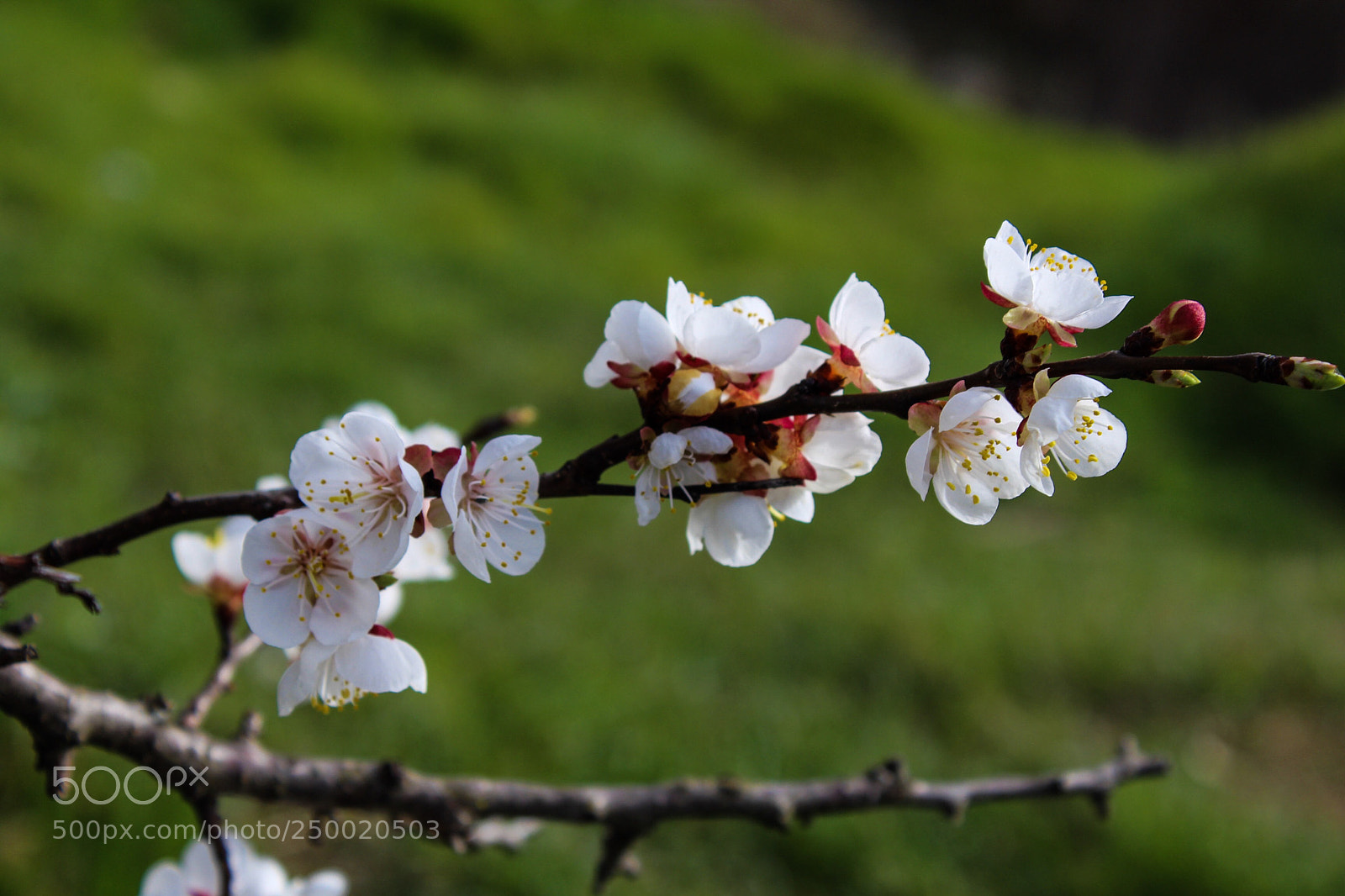 Canon EOS 1200D (EOS Rebel T5 / EOS Kiss X70 / EOS Hi) sample photo. Untitled photography