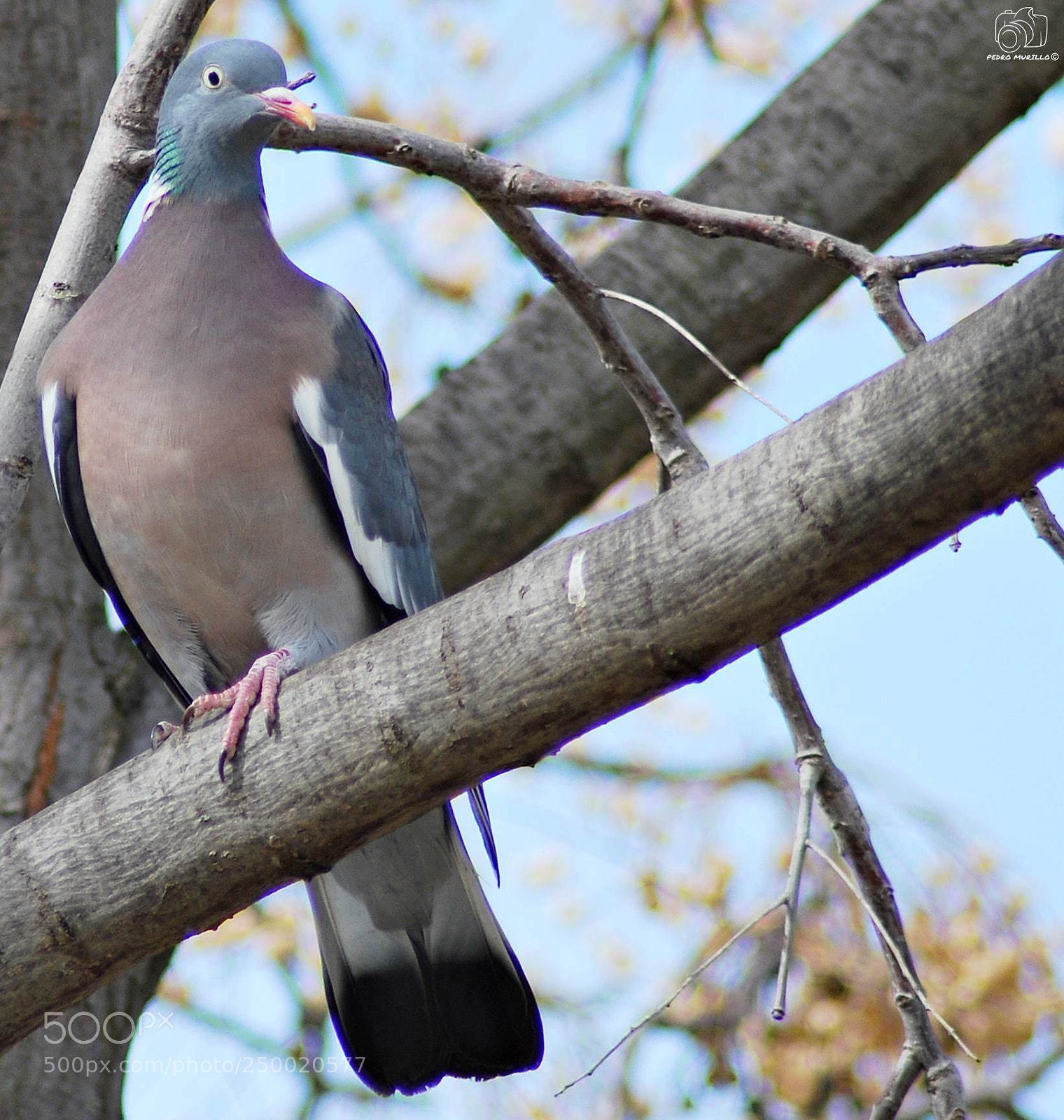 Nikon D60 sample photo. Untitled photography