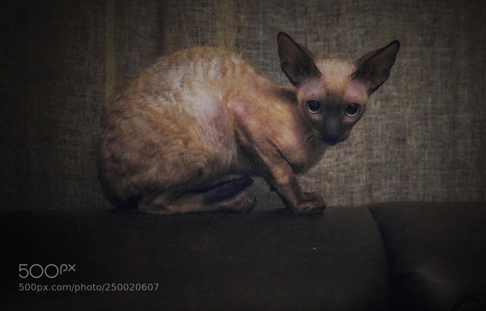 Canon EOS 650D (EOS Rebel T4i / EOS Kiss X6i) sample photo. Kitty photography
