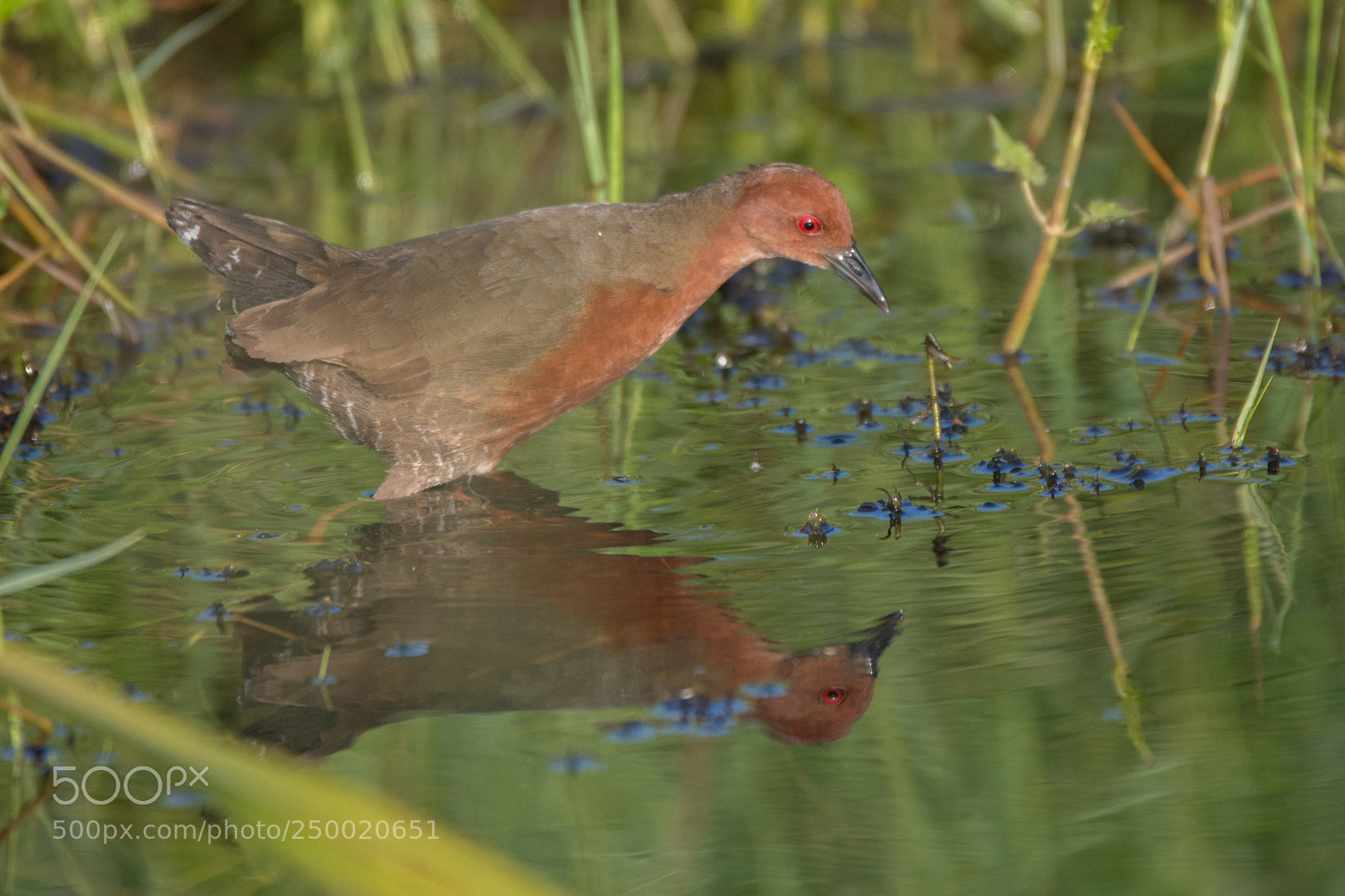 Nikon D7200 sample photo. Ruddy breasted crake (dsc_5264) photography