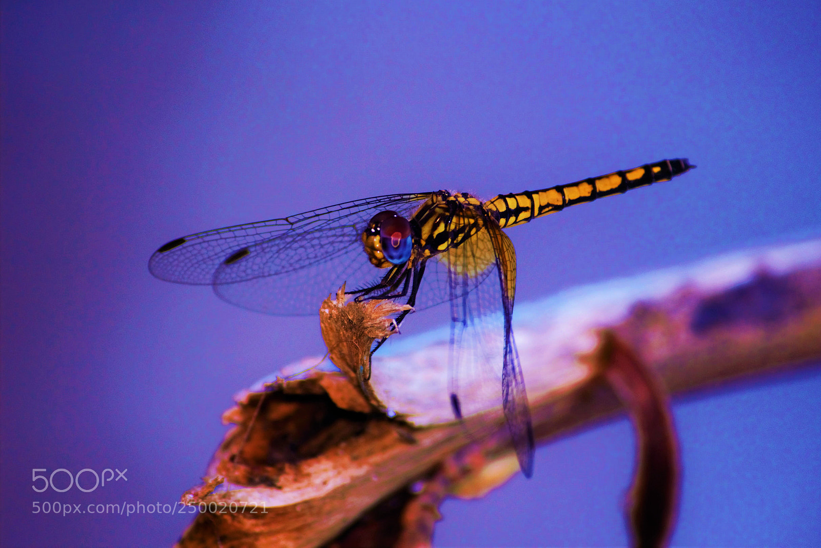 Canon EOS 650D (EOS Rebel T4i / EOS Kiss X6i) sample photo. Dragonfly by the coast photography