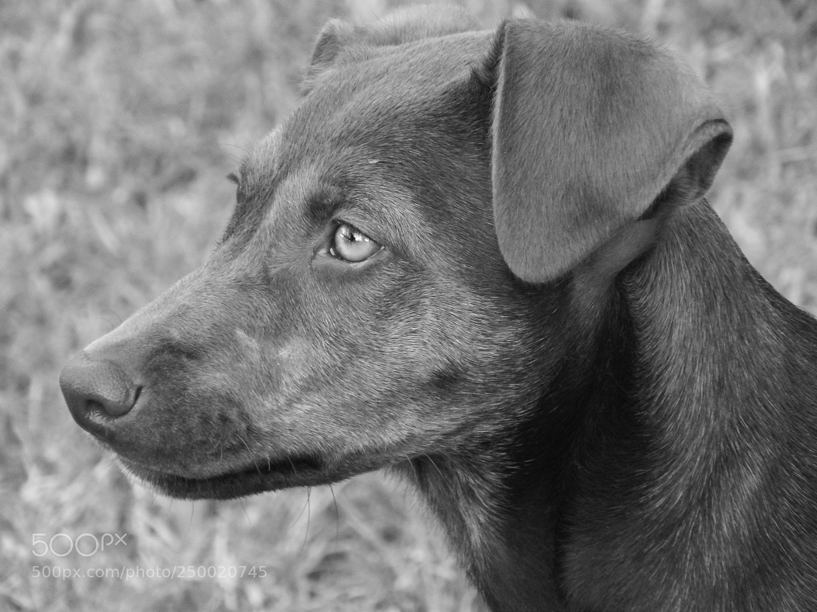 Nikon Coolpix L820 sample photo. Adela - buenos aires photography