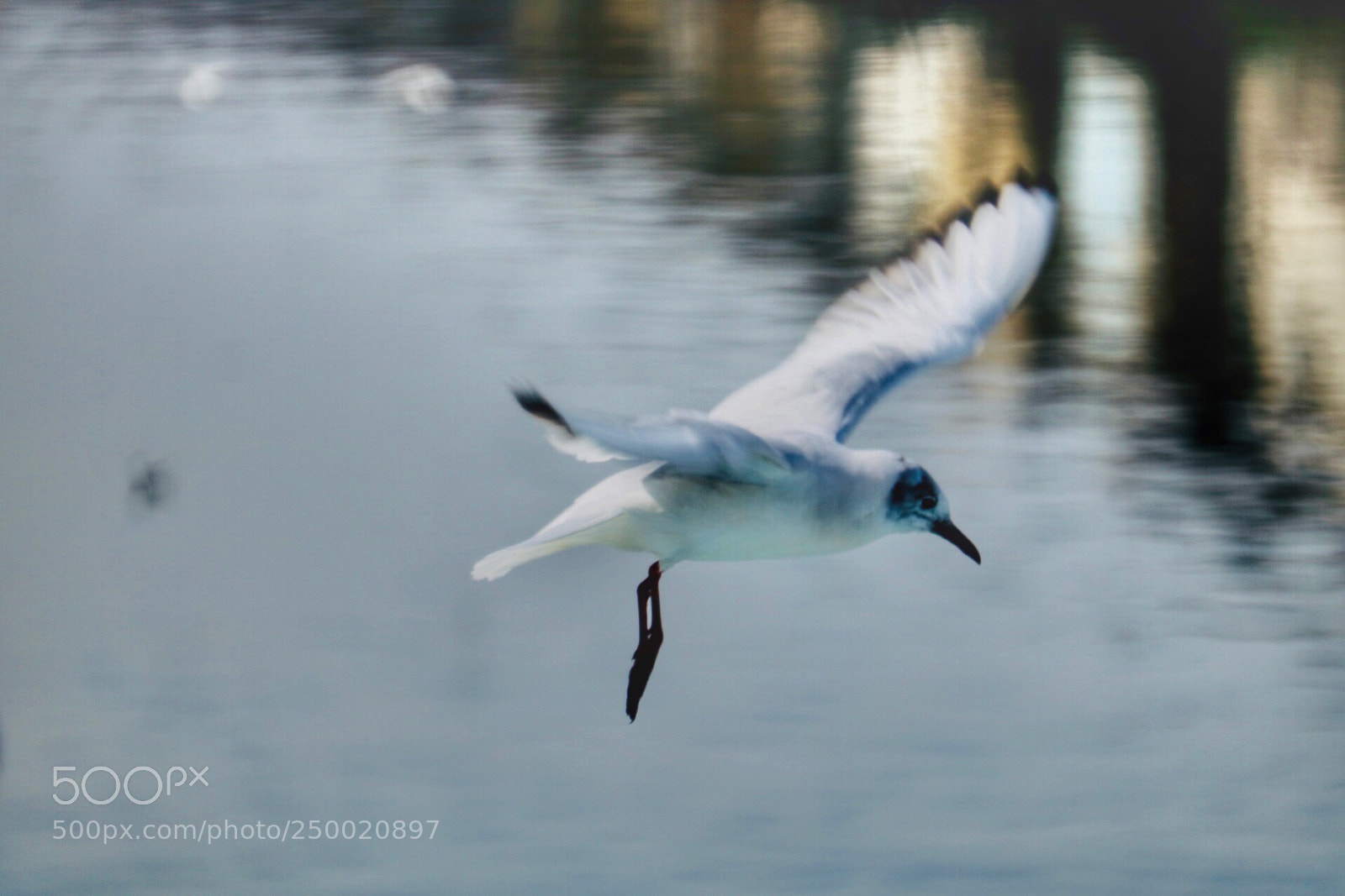 Canon EOS 750D (EOS Rebel T6i / EOS Kiss X8i) sample photo. Seagull photography