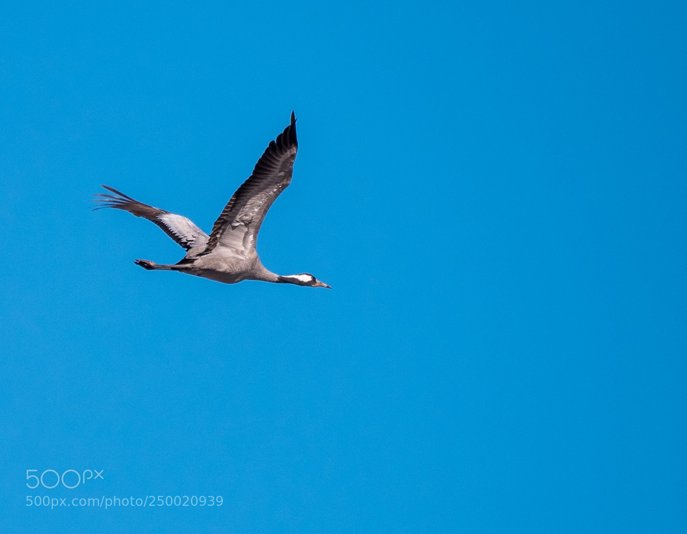 Panasonic Lumix DMC-GX85 (Lumix DMC-GX80 / Lumix DMC-GX7 Mark II) sample photo. Grus grus (common crane) photography