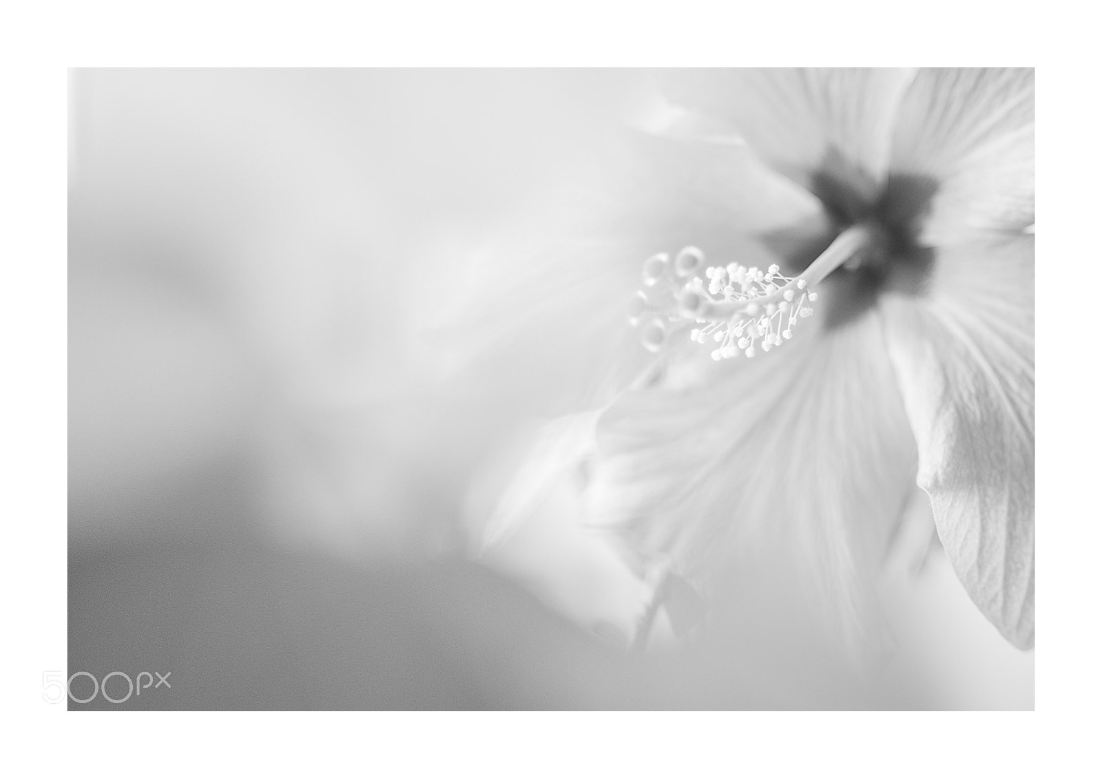 Nikon D700 sample photo. Hibiskus photography