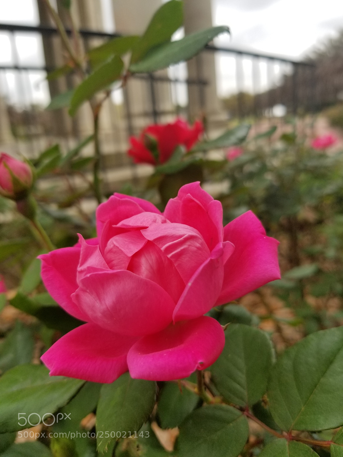 Samsung Galaxy S8+ sample photo. Untitled photography