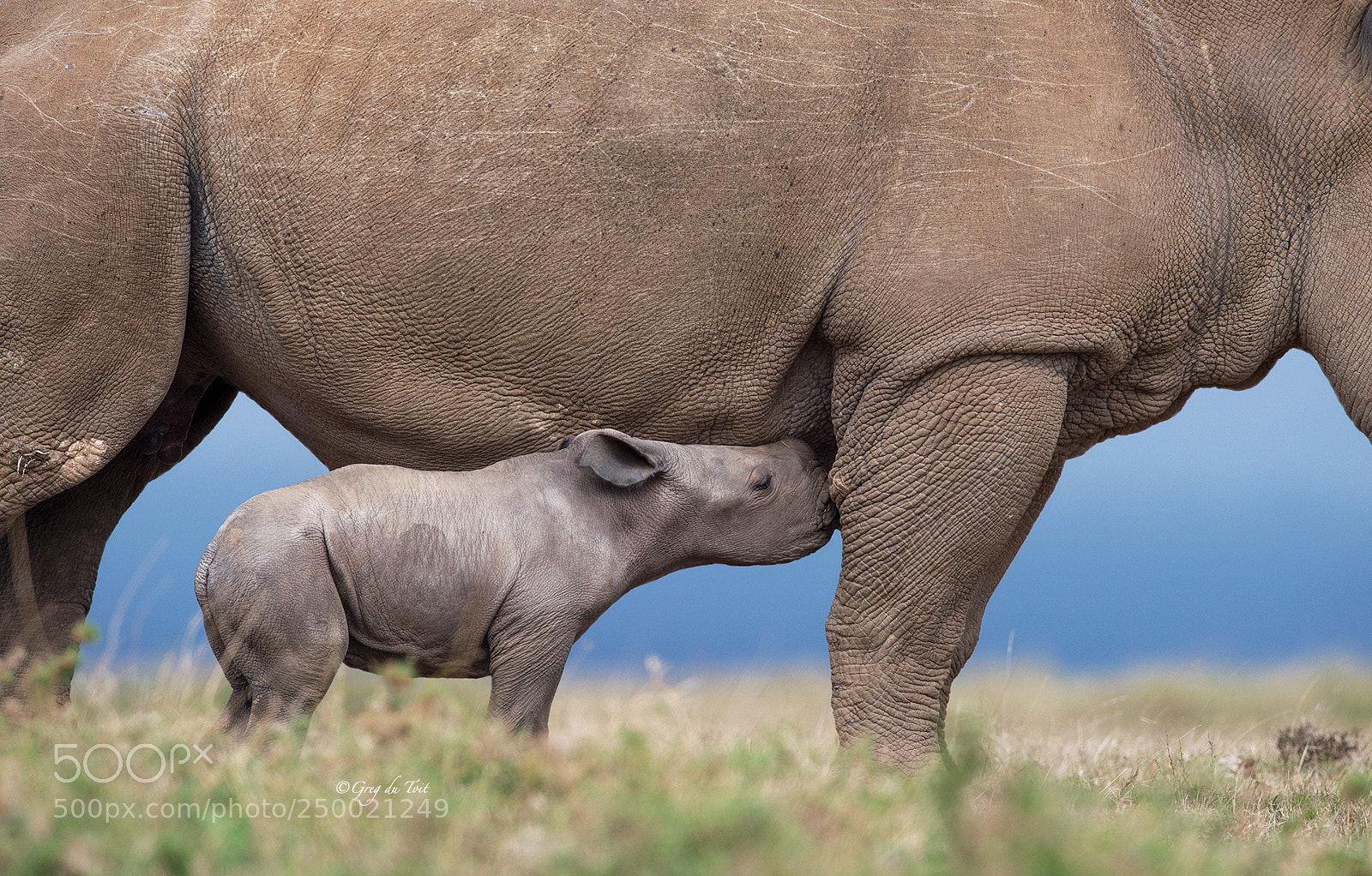 Nikon D4S sample photo. Calf suckling and calf photography